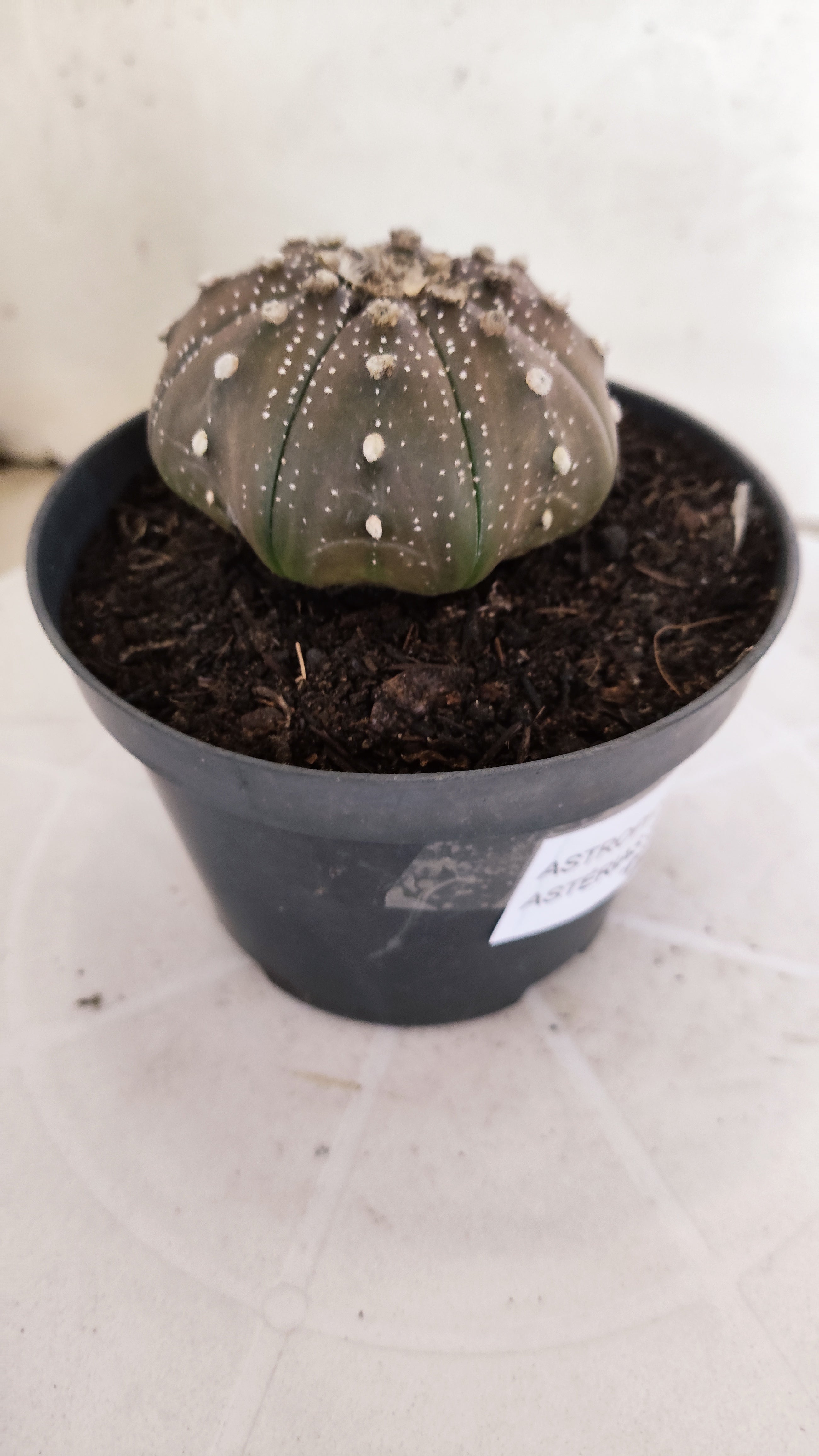 ASTROPHYTUM ASTERIAS "STAR SHAPE - Purple"   Nº 1140 – vaso 11