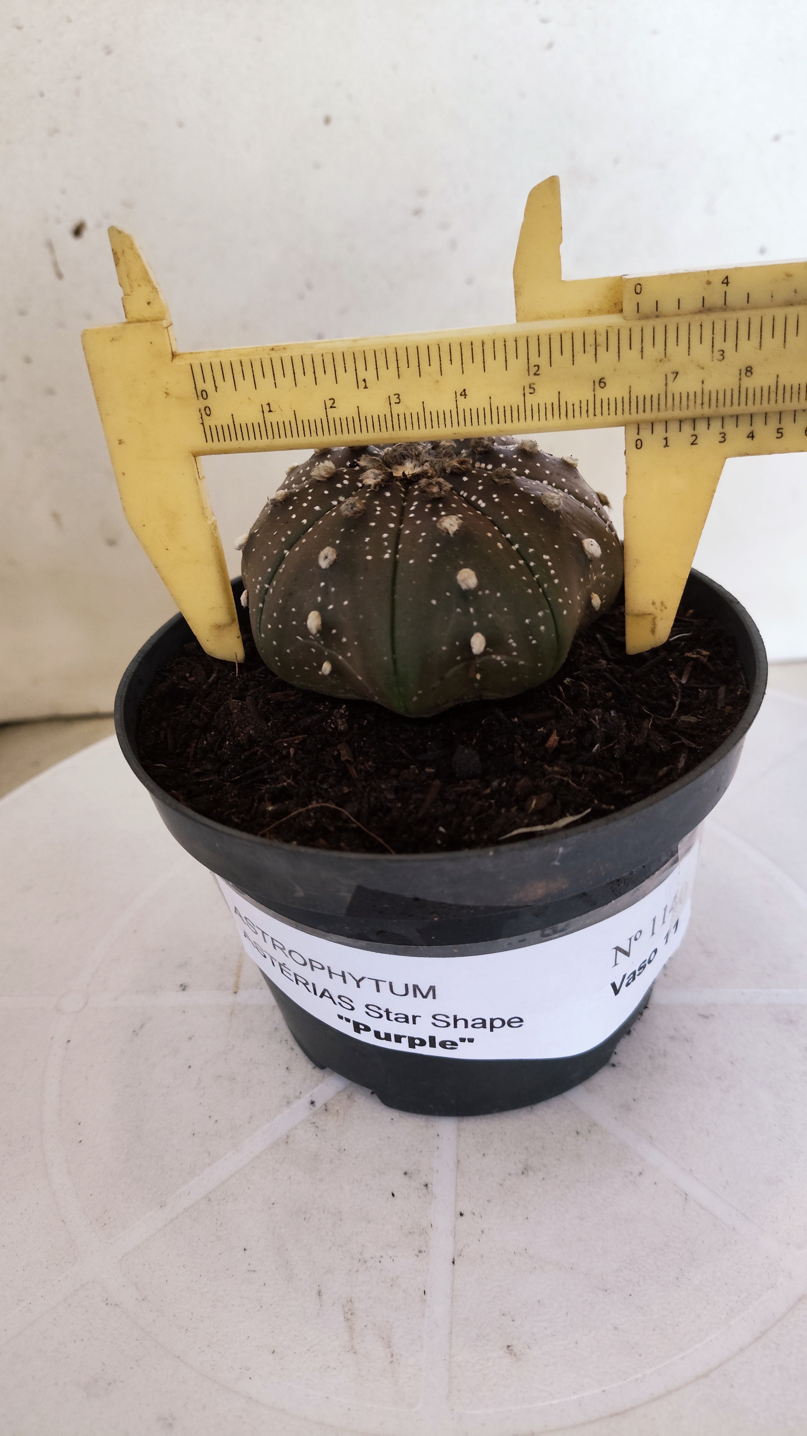 ASTROPHYTUM ASTERIAS "STAR SHAPE - Purple"   Nº 1140 – vaso 11