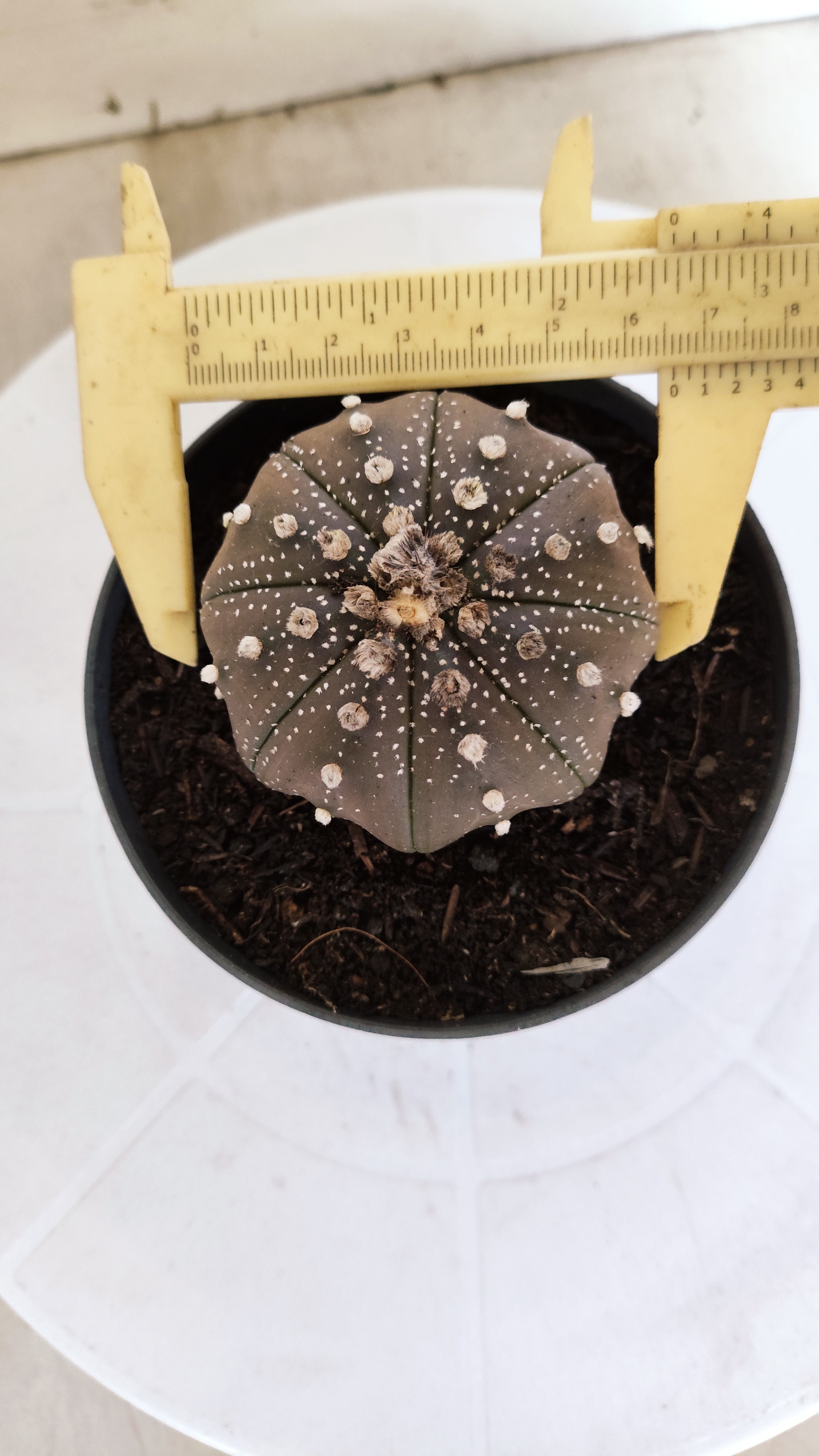 ASTROPHYTUM ASTERIAS "STAR SHAPE - Purple"   Nº 1140 – vaso 11
