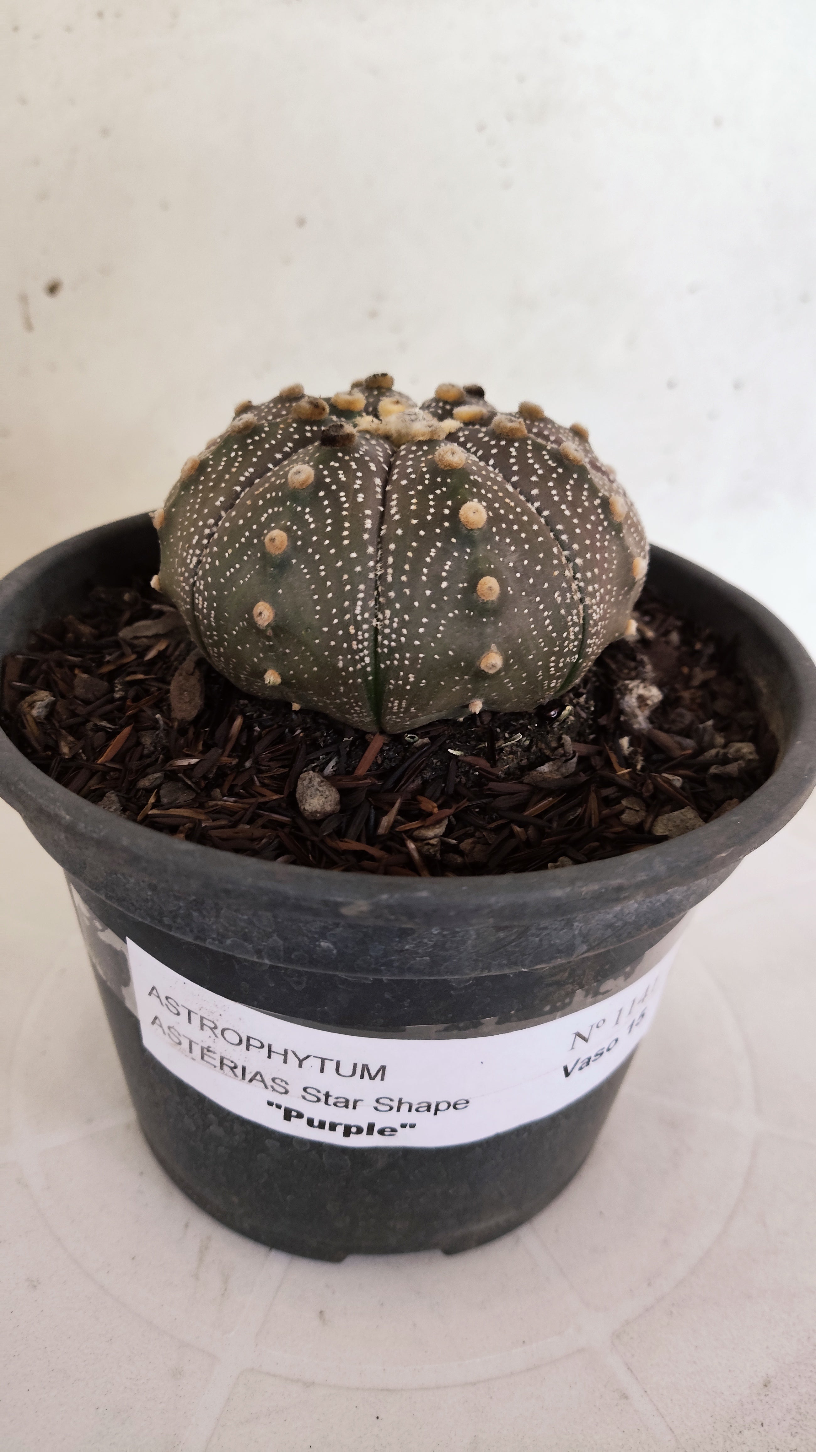 ASTROPHYTUM ASTERIAS "STAR SHAPE - Purple"   Nº 1141 – vaso 15