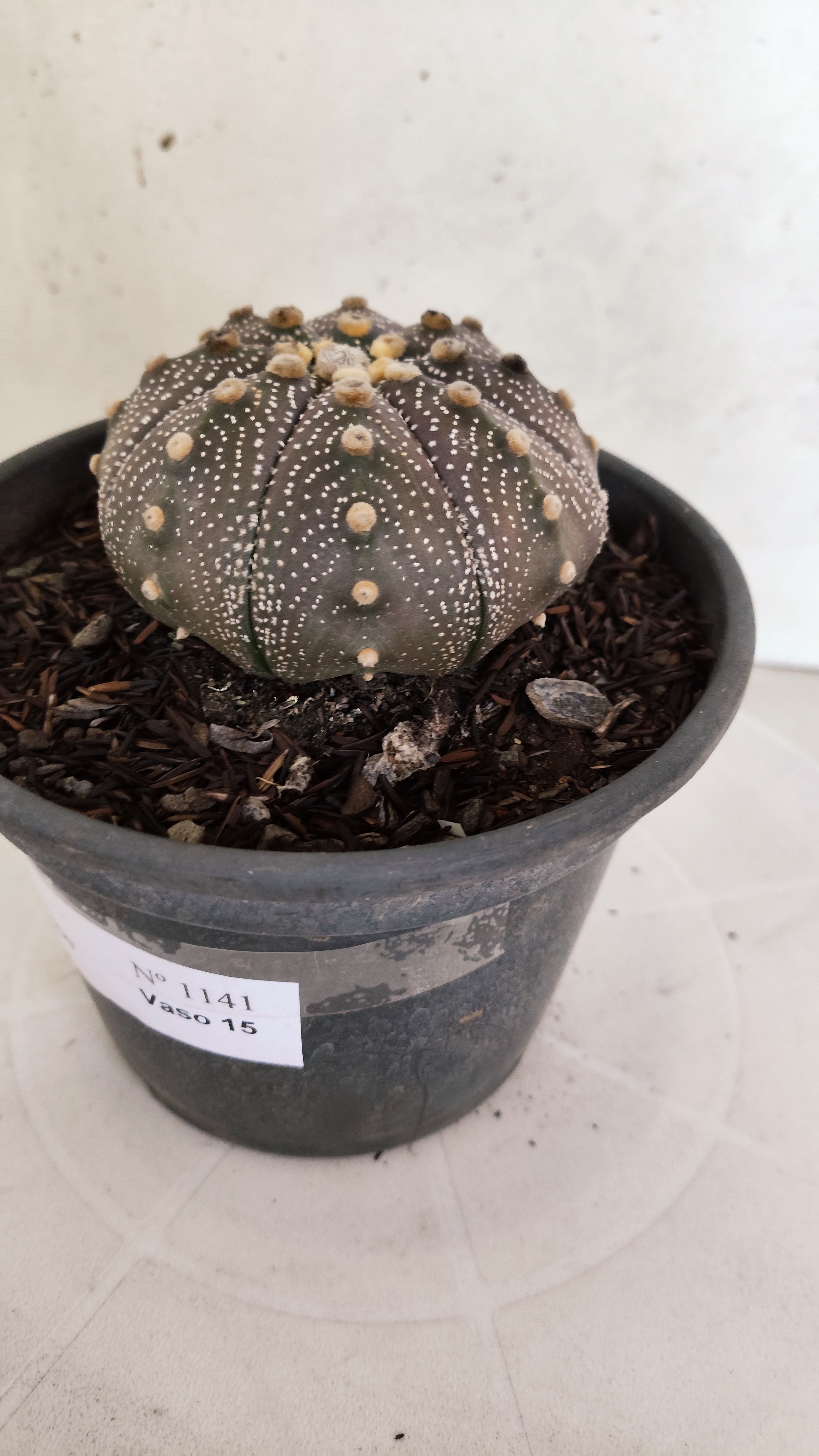 ASTROPHYTUM ASTERIAS "STAR SHAPE - Purple"   Nº 1141 – vaso 15