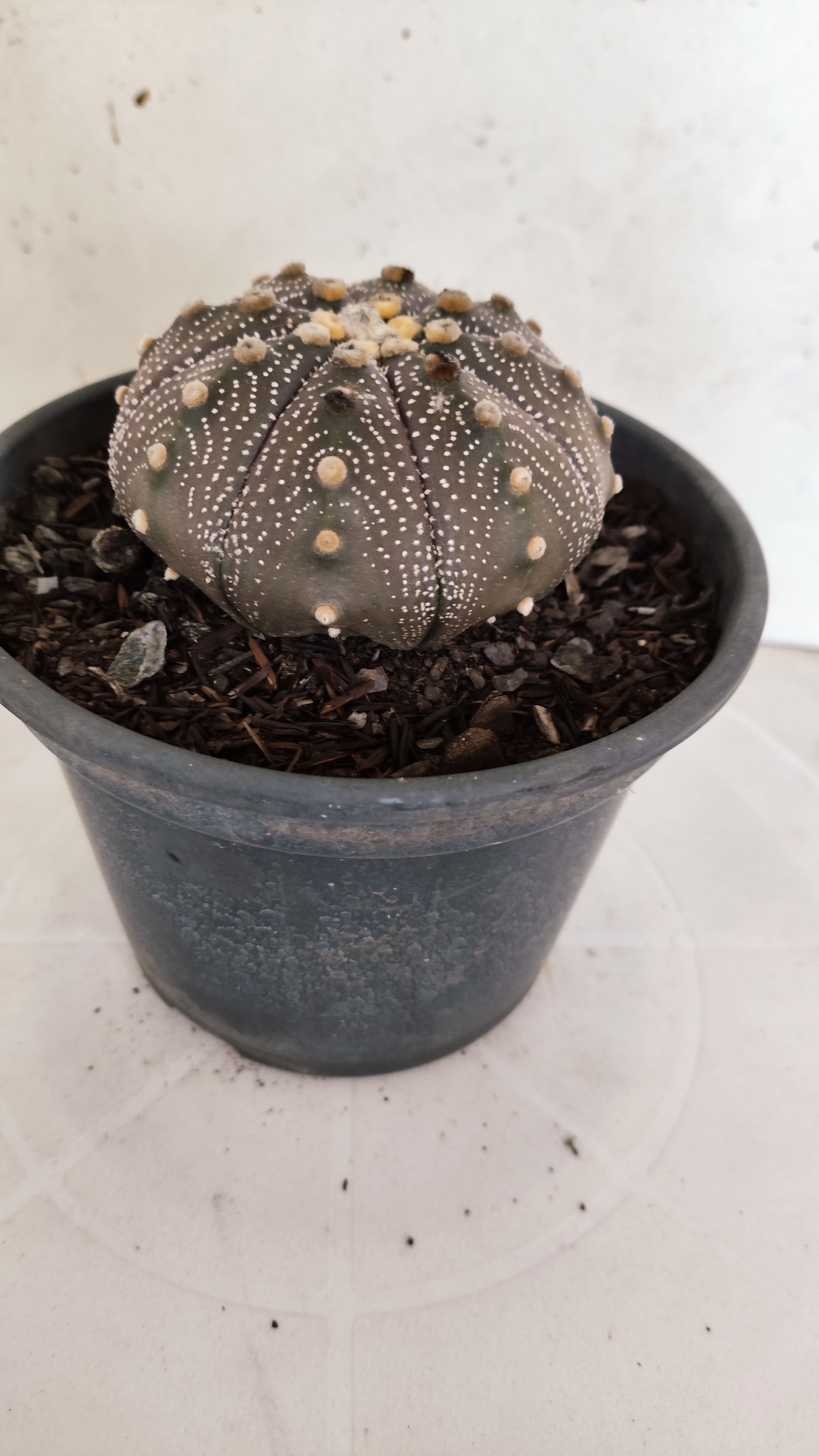 ASTROPHYTUM ASTERIAS "STAR SHAPE - Purple"   Nº 1141 – vaso 15