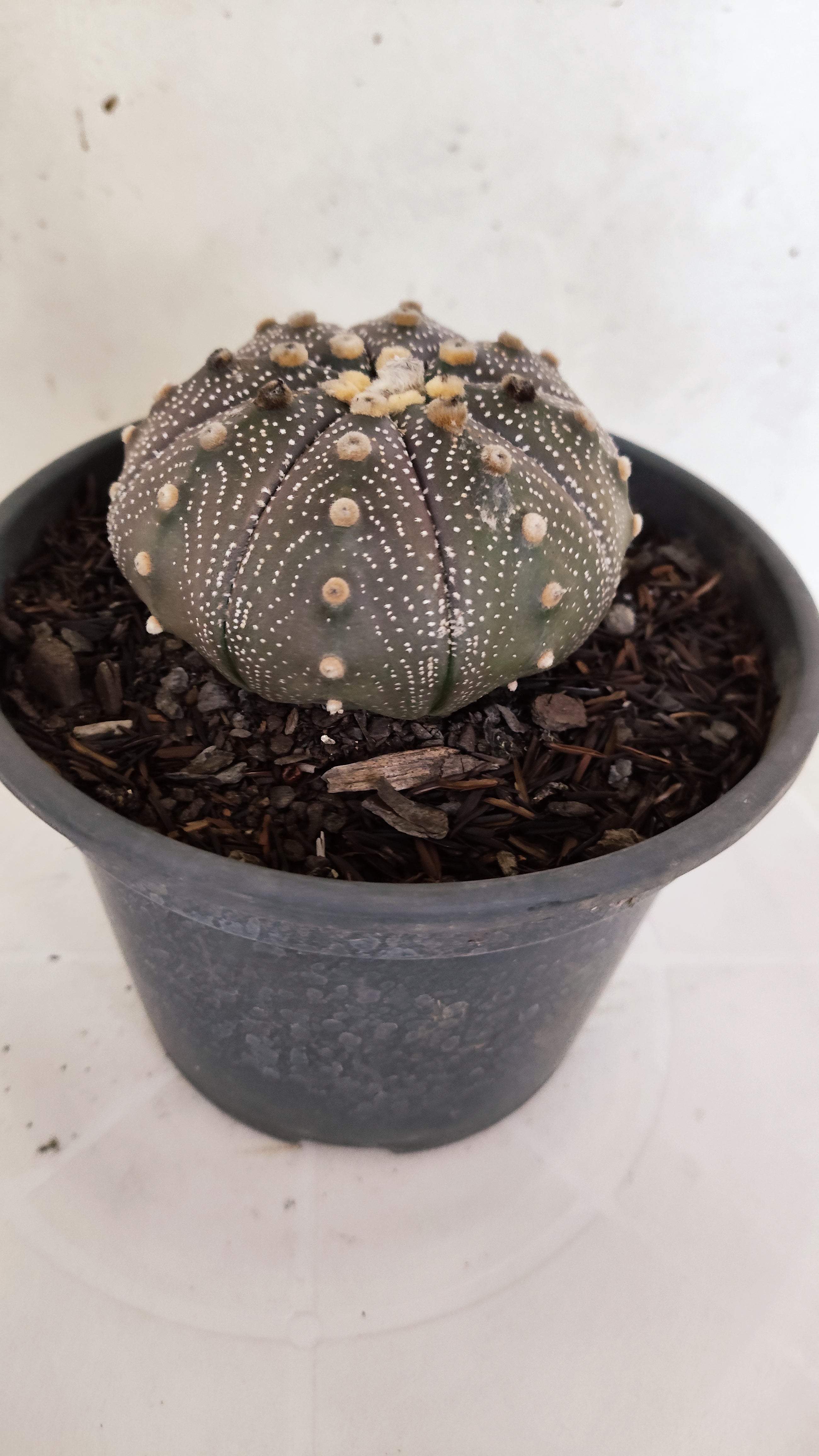 ASTROPHYTUM ASTERIAS "STAR SHAPE - Purple"   Nº 1141 – vaso 15