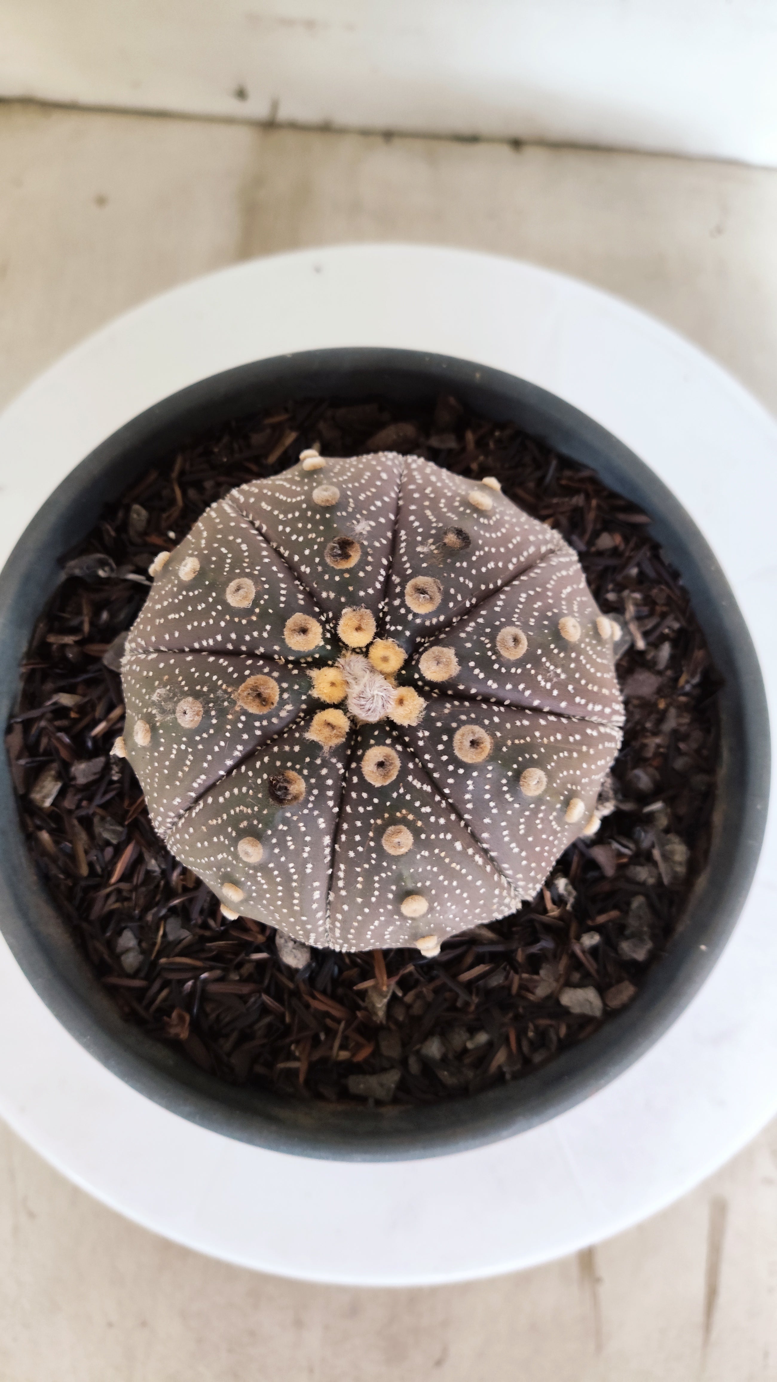 ASTROPHYTUM ASTERIAS "STAR SHAPE - Purple"   Nº 1141 – vaso 15