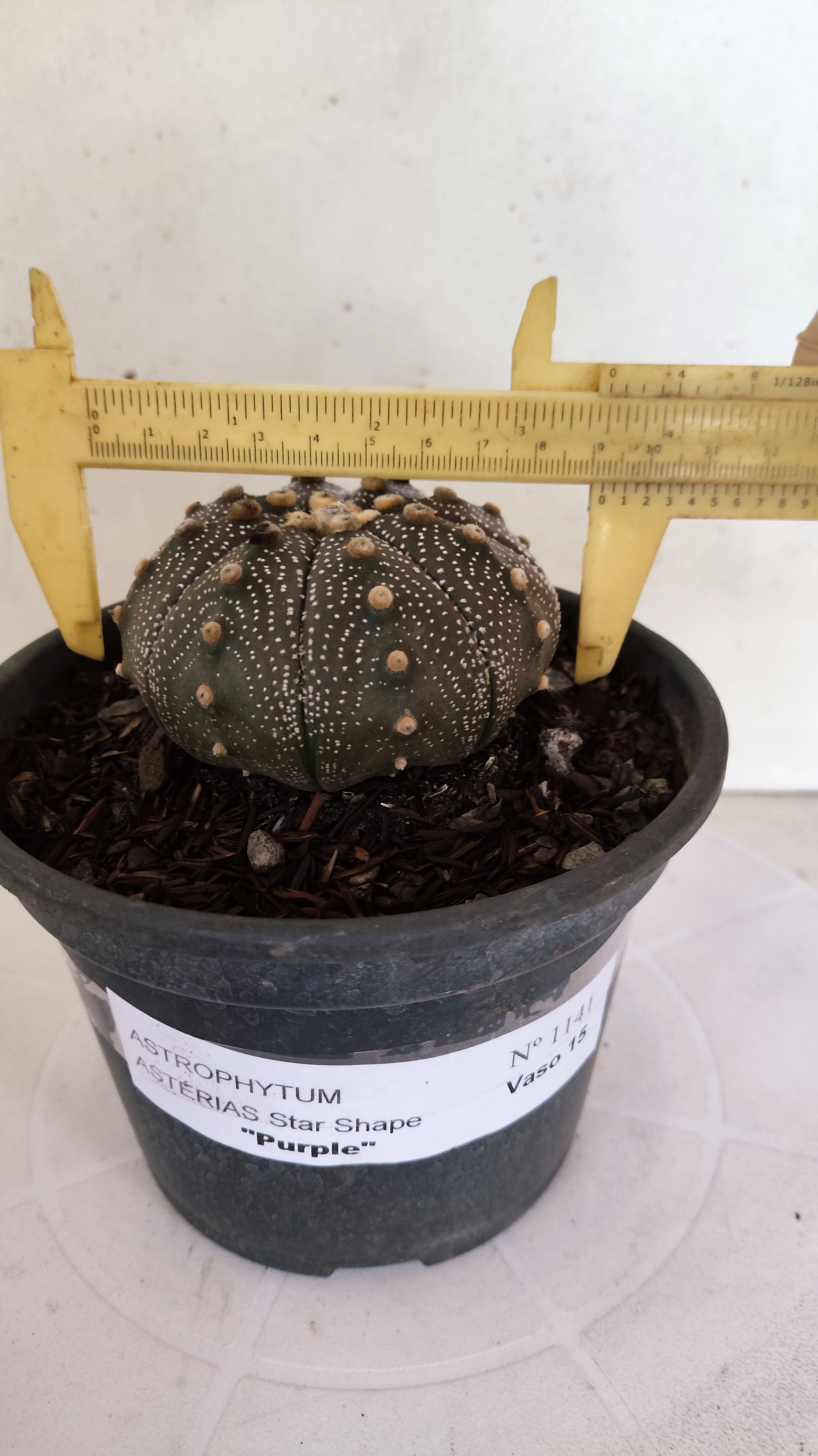 ASTROPHYTUM ASTERIAS "STAR SHAPE - Purple"   Nº 1141 – vaso 15