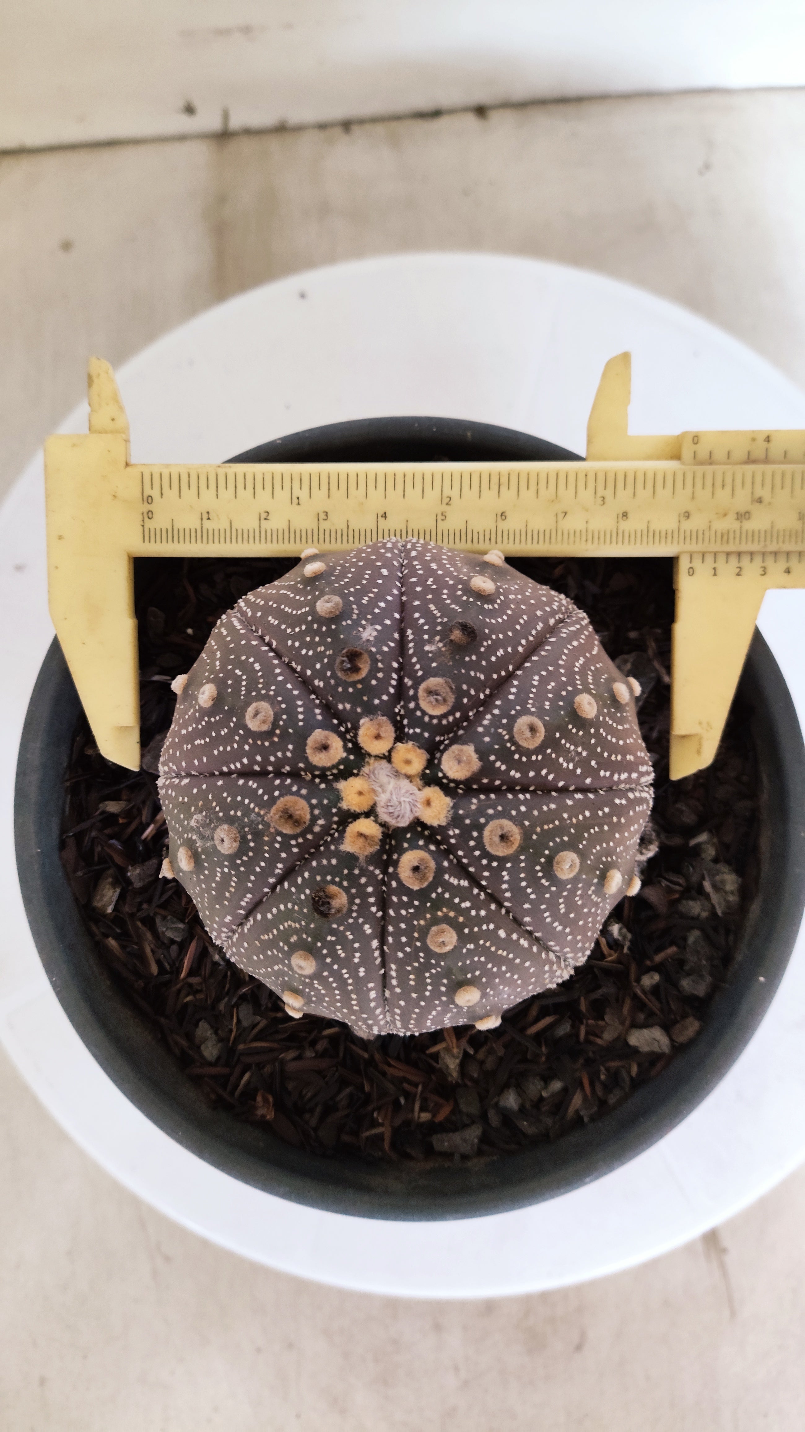 ASTROPHYTUM ASTERIAS "STAR SHAPE - Purple"   Nº 1141 – vaso 15