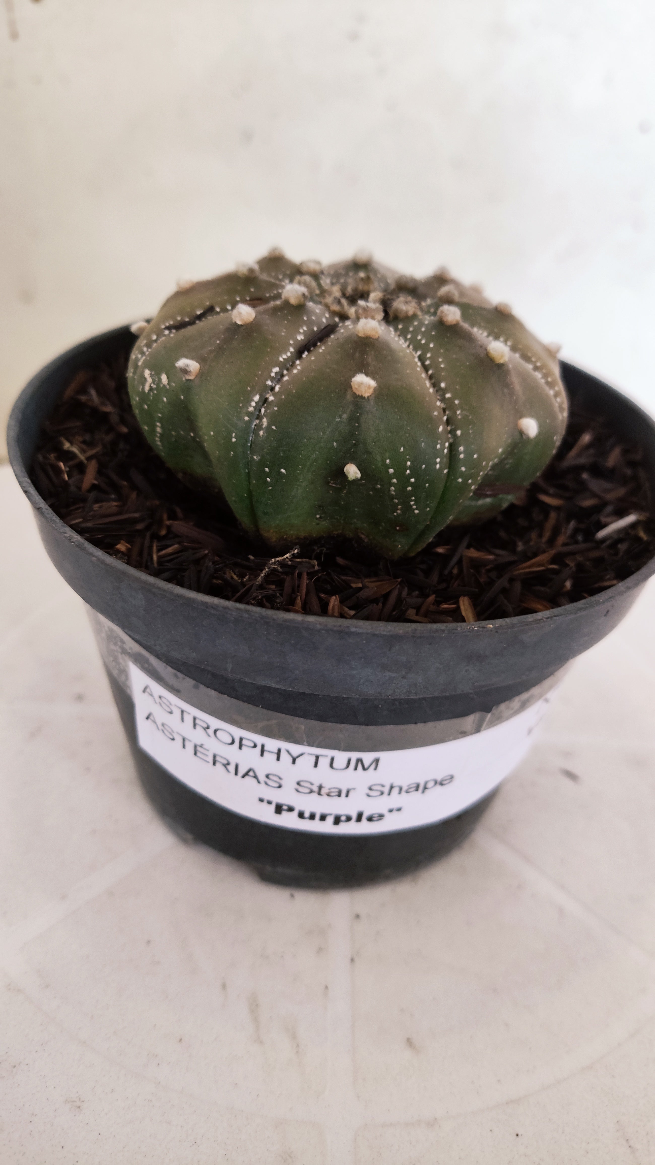 ASTROPHYTUM ASTERIAS "STAR SHAPE - Purple"   Nº 1142 – vaso 11