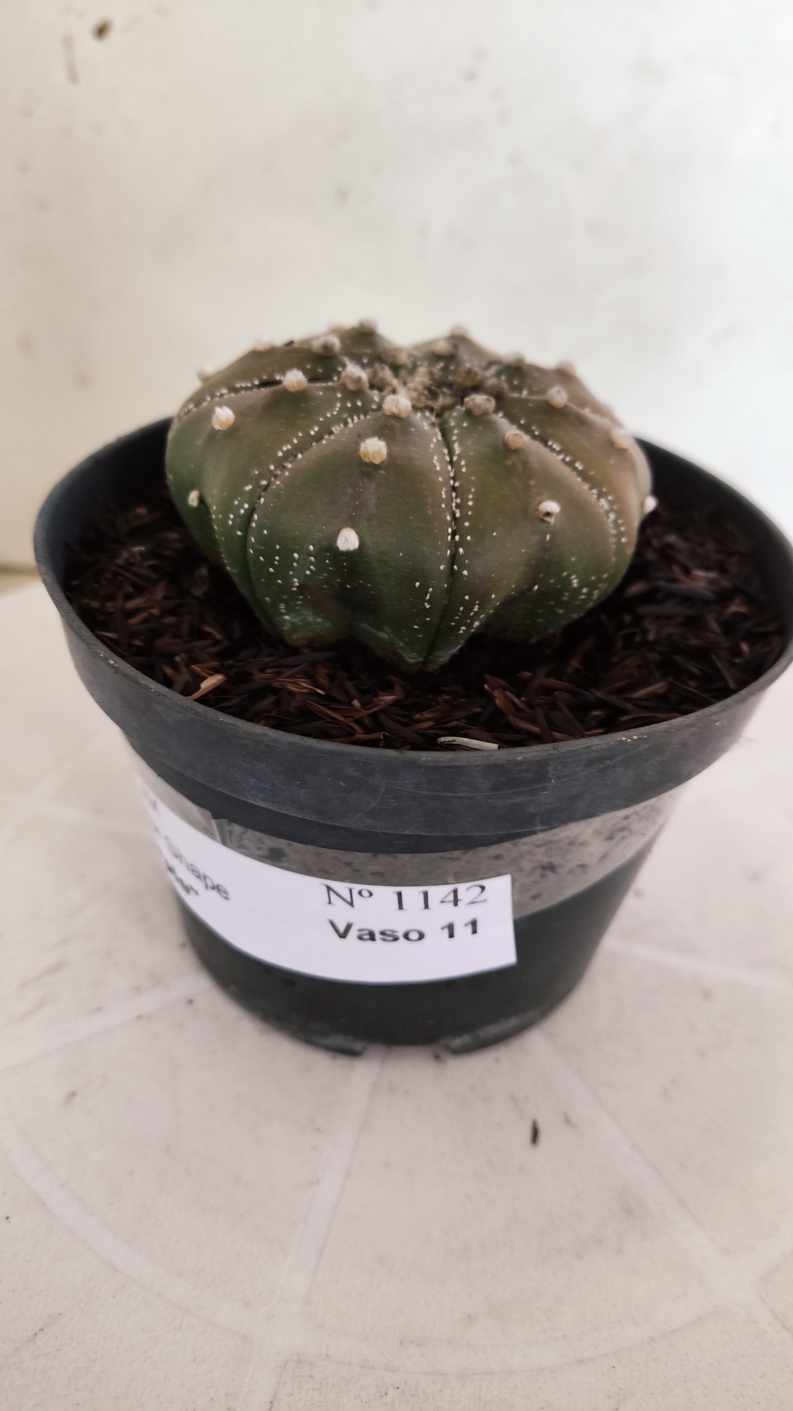 ASTROPHYTUM ASTERIAS "STAR SHAPE - Purple"   Nº 1142 – vaso 11