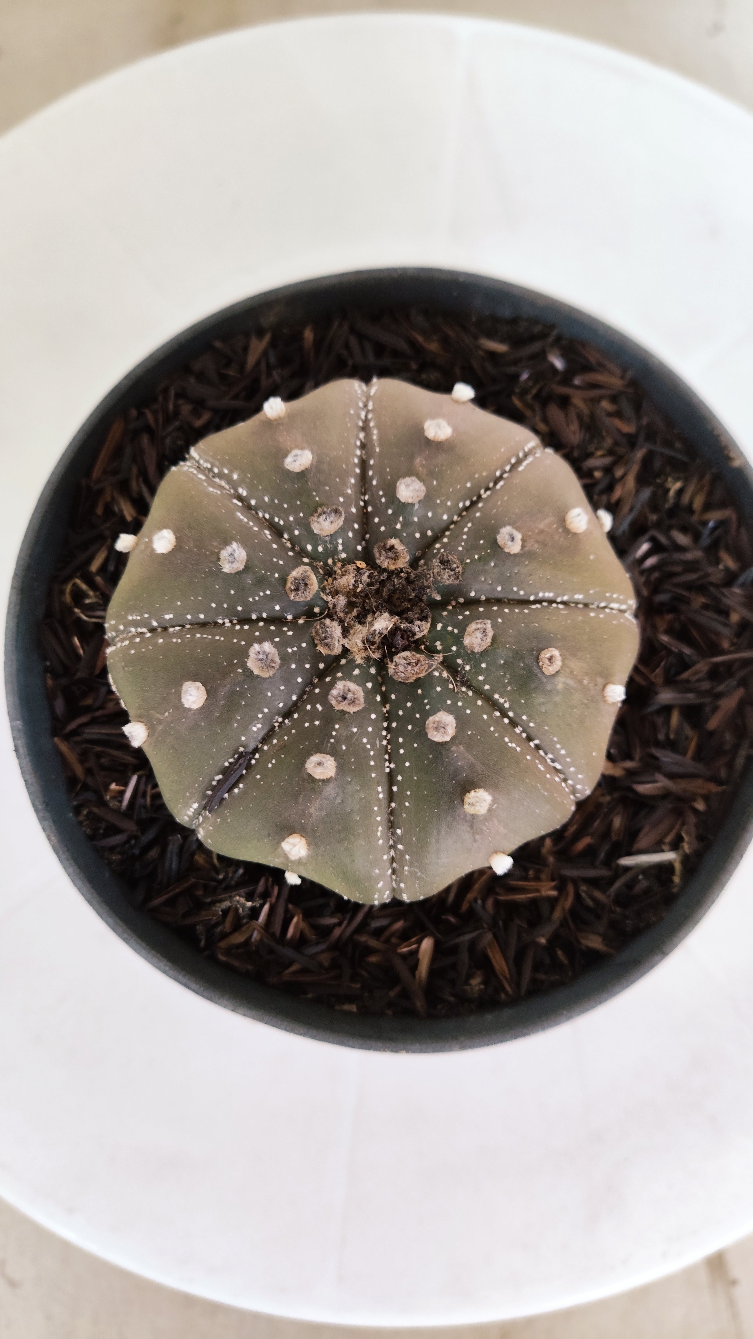 ASTROPHYTUM ASTERIAS "STAR SHAPE - Purple"   Nº 1142 – vaso 11