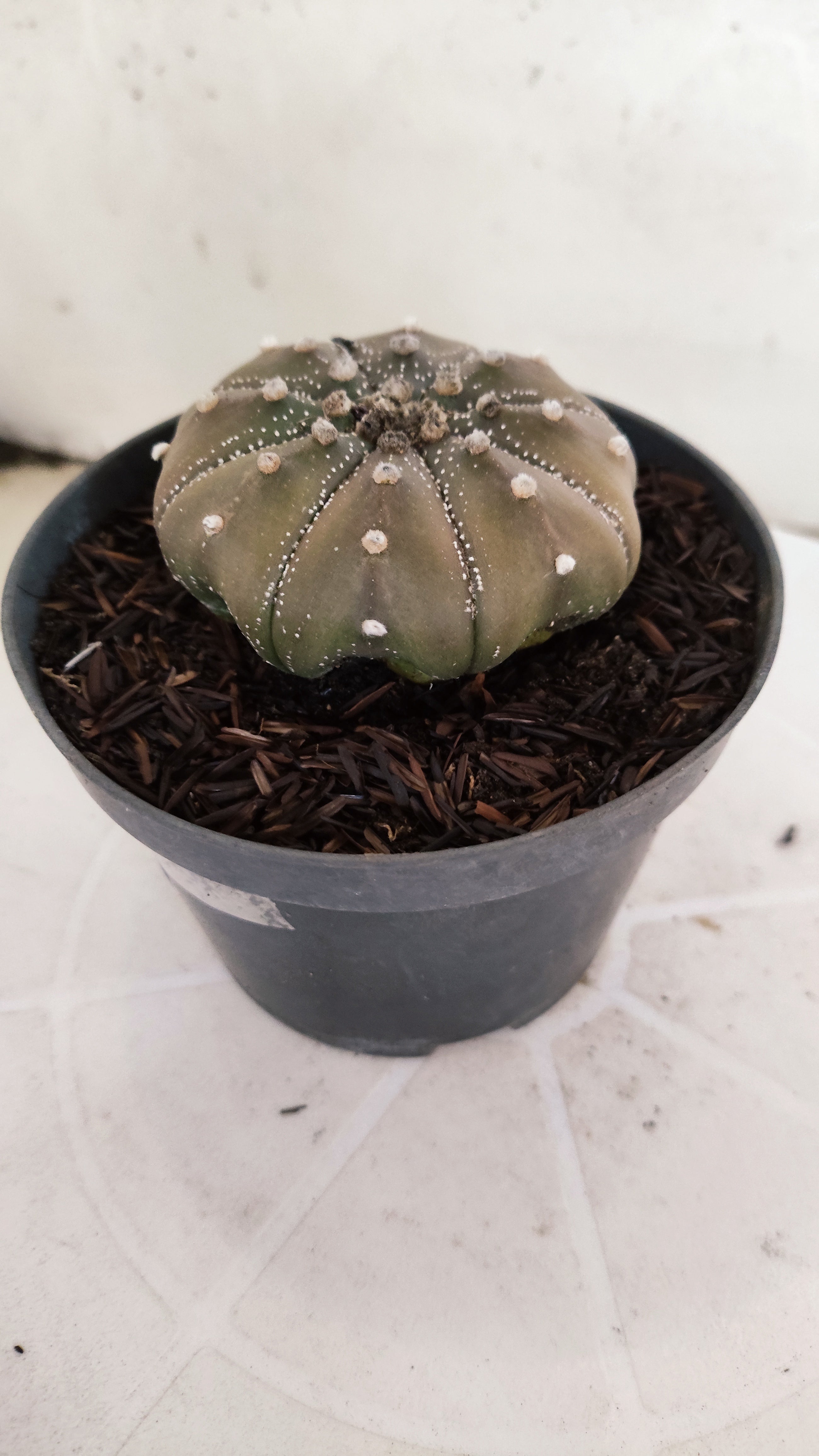 ASTROPHYTUM ASTERIAS "STAR SHAPE - Purple"   Nº 1142 – vaso 11