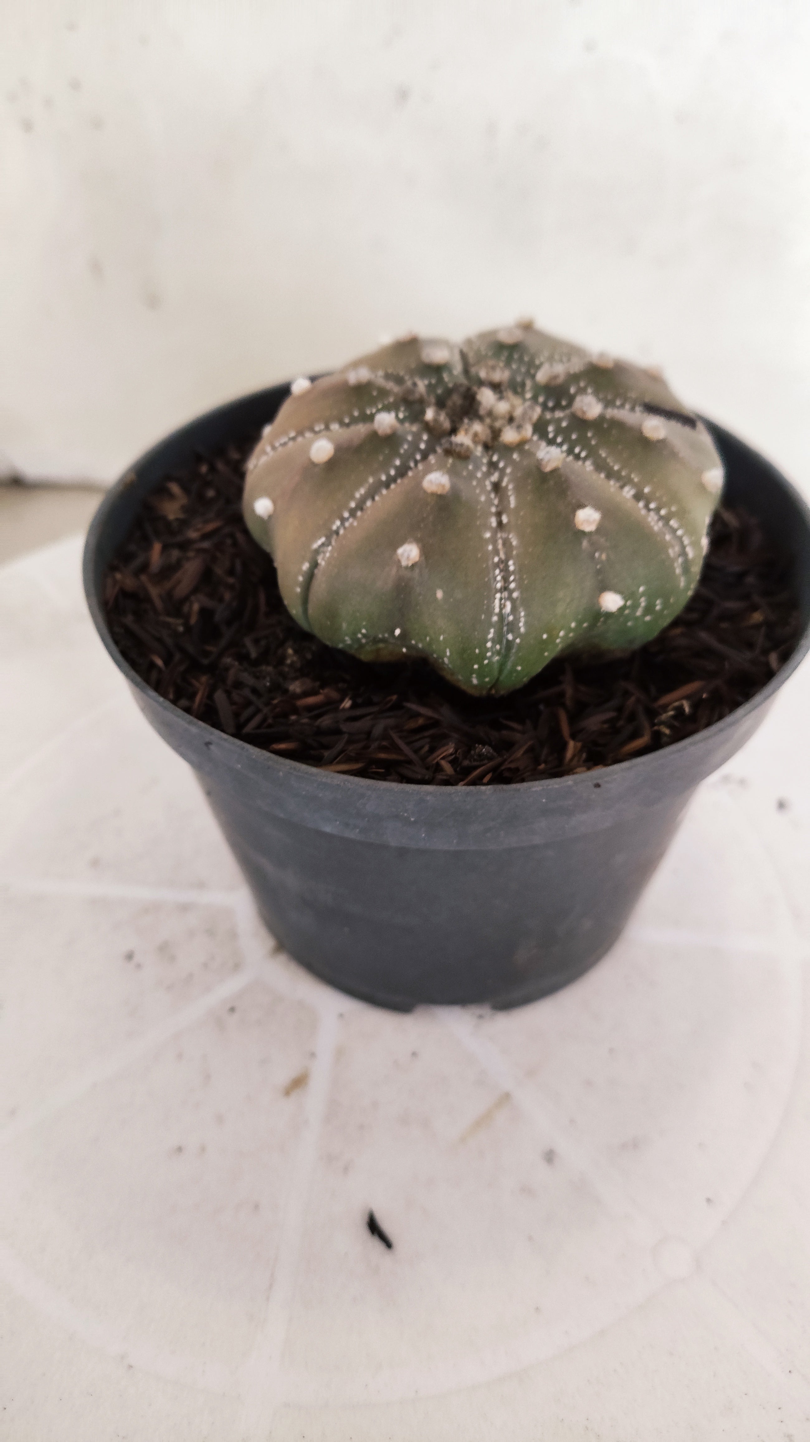 ASTROPHYTUM ASTERIAS "STAR SHAPE - Purple"   Nº 1142 – vaso 11