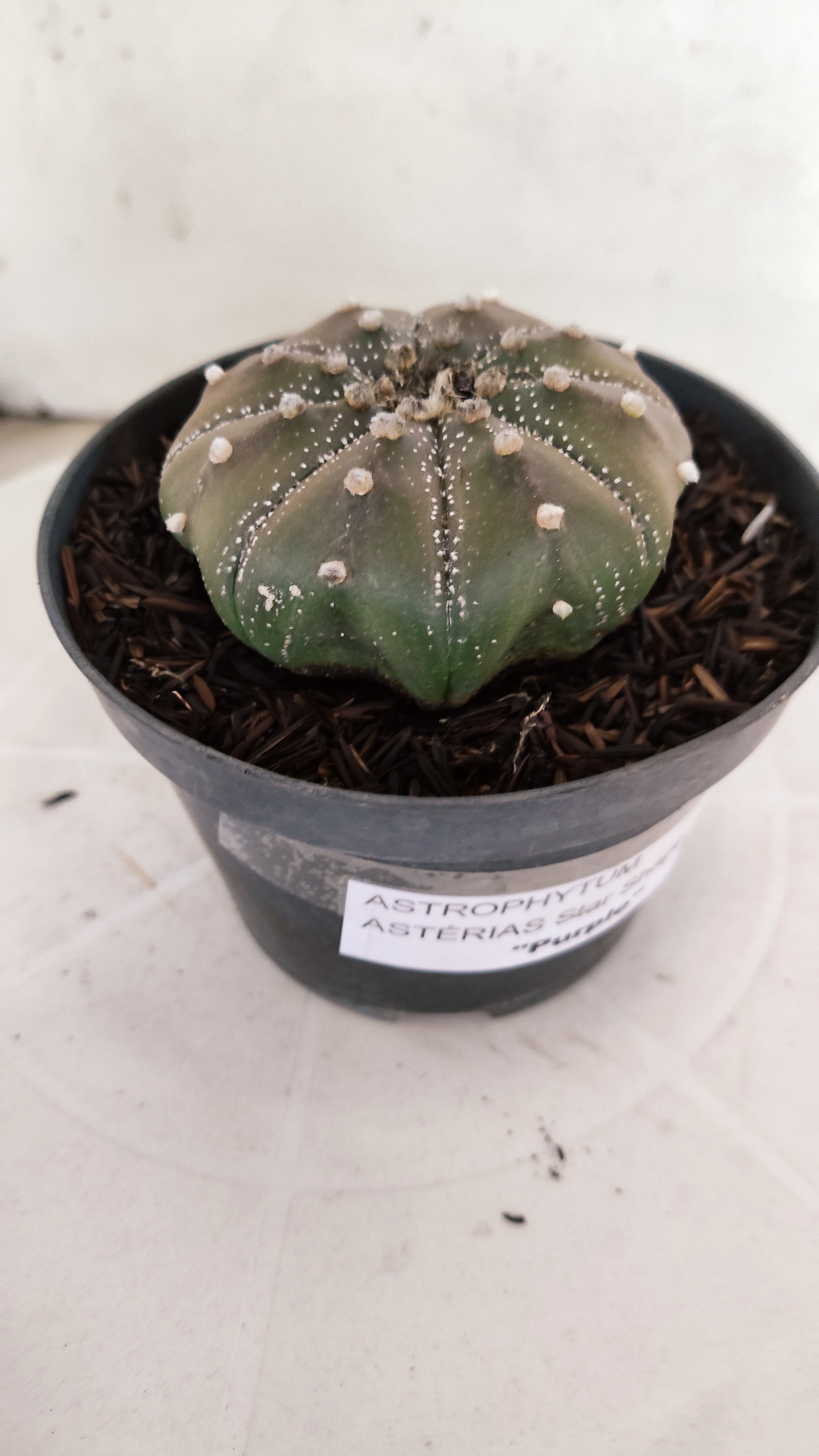 ASTROPHYTUM ASTERIAS "STAR SHAPE - Purple"   Nº 1142 – vaso 11