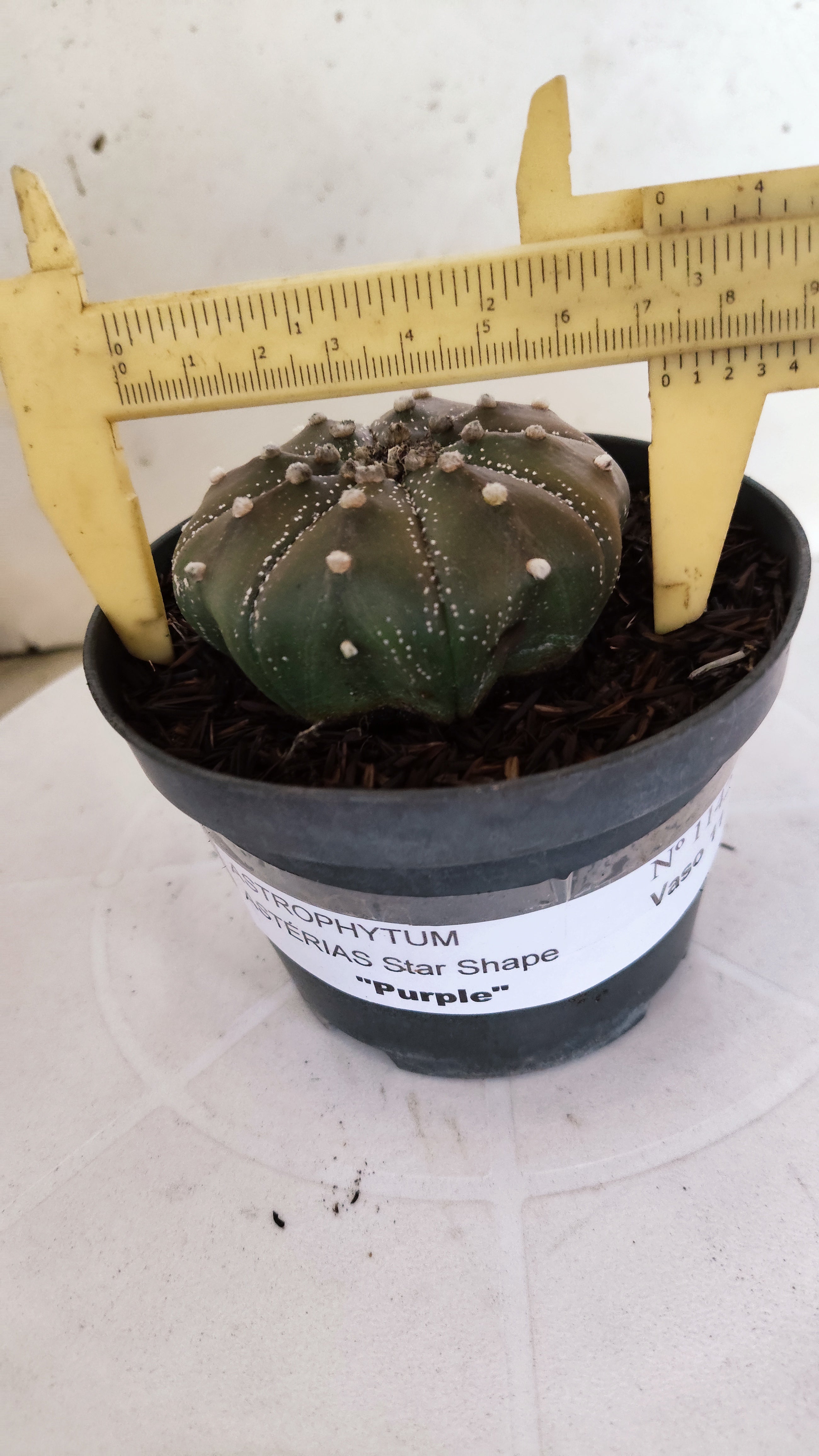 ASTROPHYTUM ASTERIAS "STAR SHAPE - Purple"   Nº 1142 – vaso 11