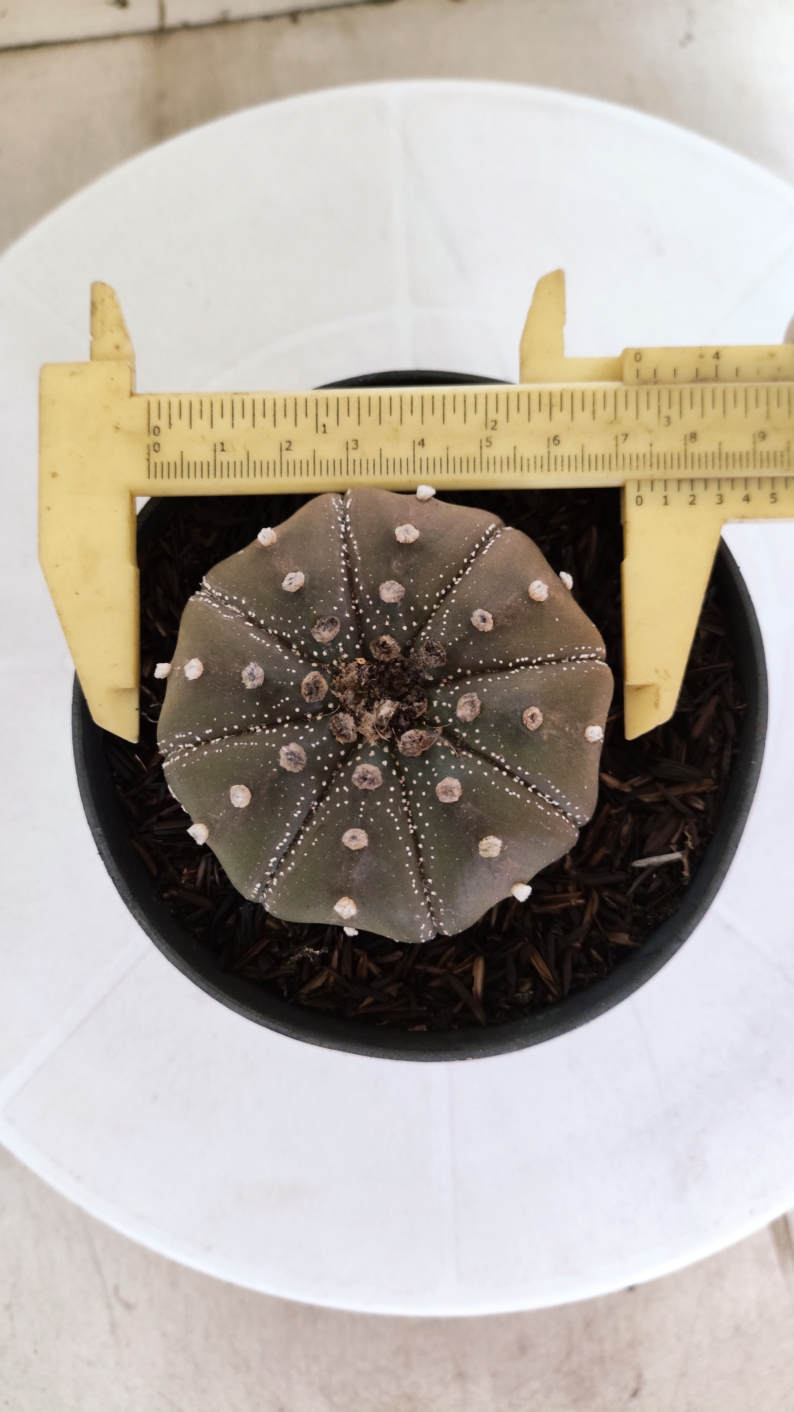 ASTROPHYTUM ASTERIAS "STAR SHAPE - Purple"   Nº 1142 – vaso 11