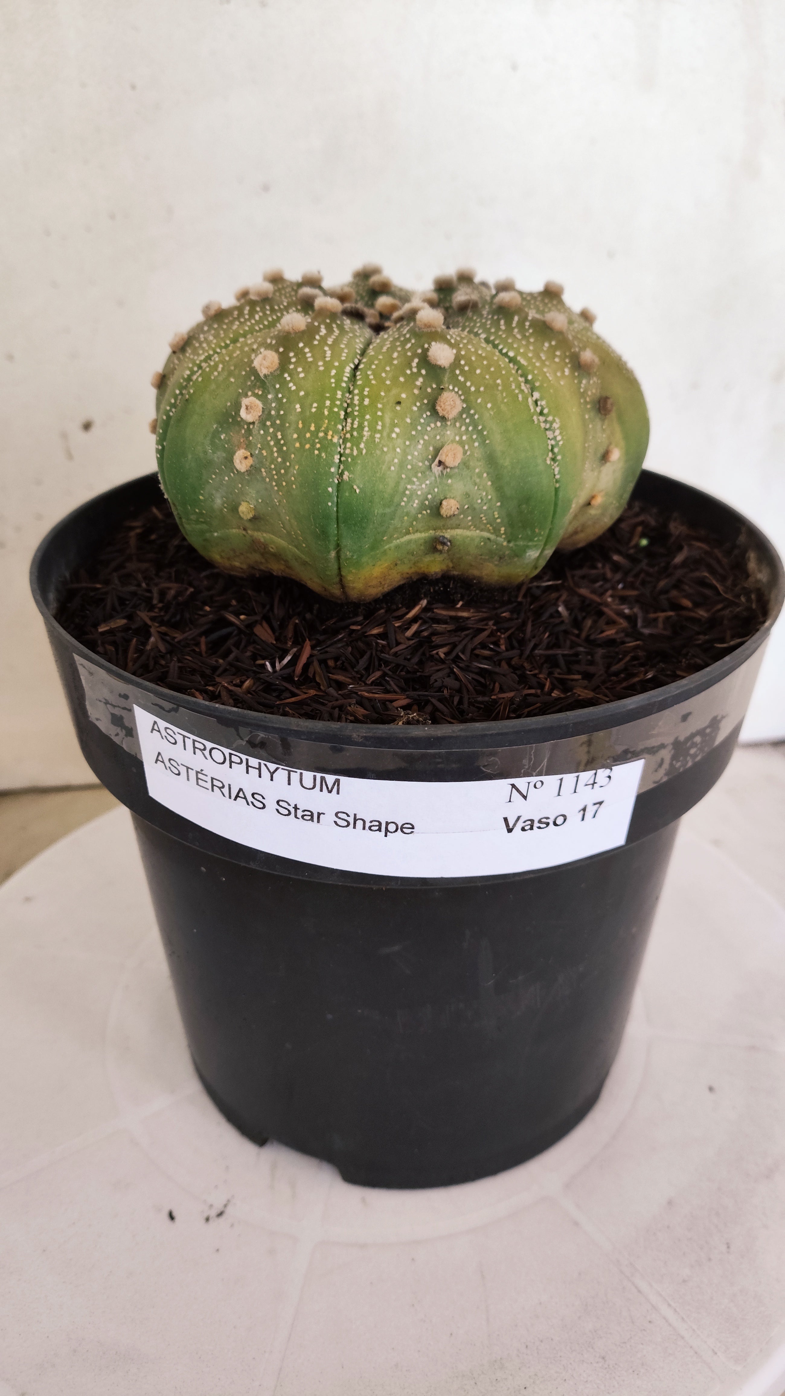 ASTROPHYTUM ASTERIAS STAR SHAPE Nº 1143 – vaso 17
