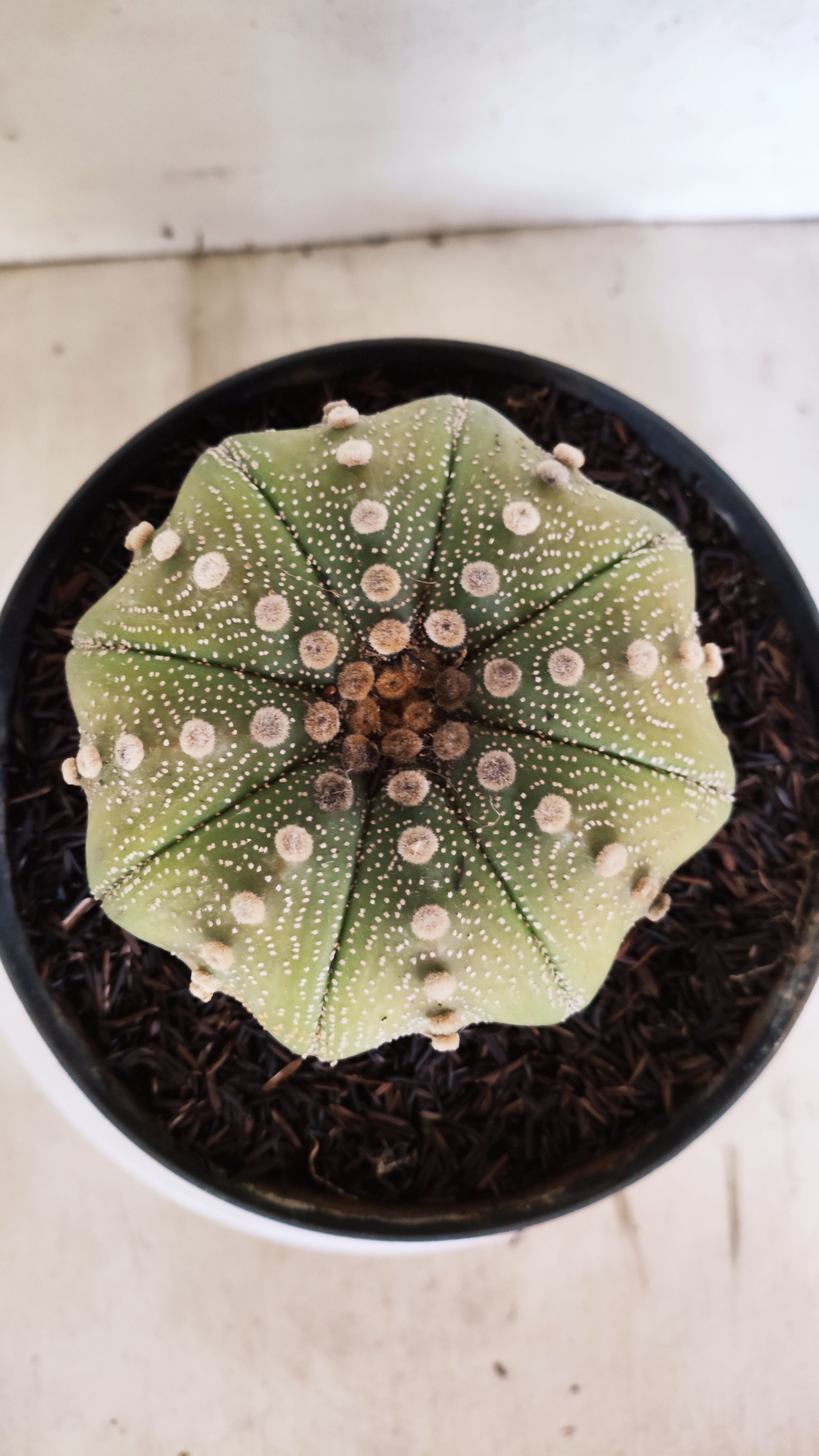 ASTROPHYTUM ASTERIAS STAR SHAPE Nº 1143 – vaso 17