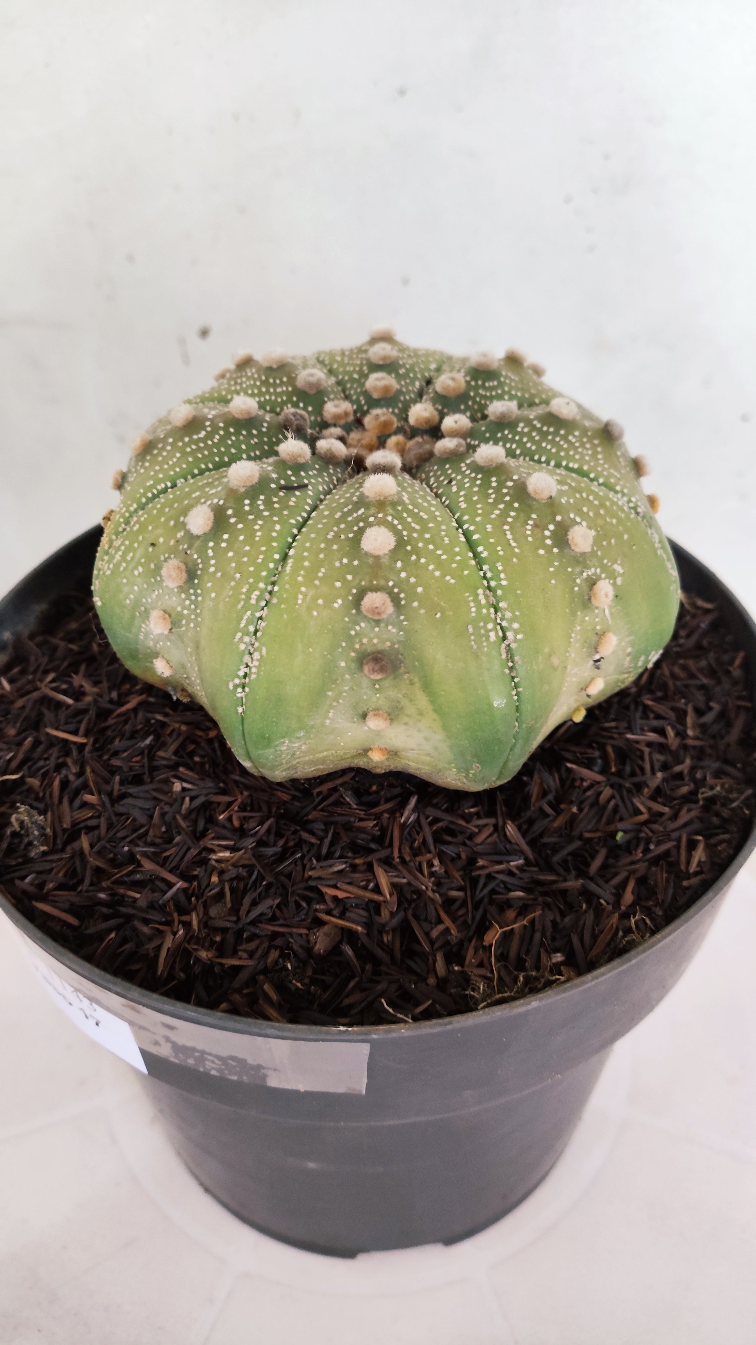 ASTROPHYTUM ASTERIAS STAR SHAPE Nº 1143 – vaso 17