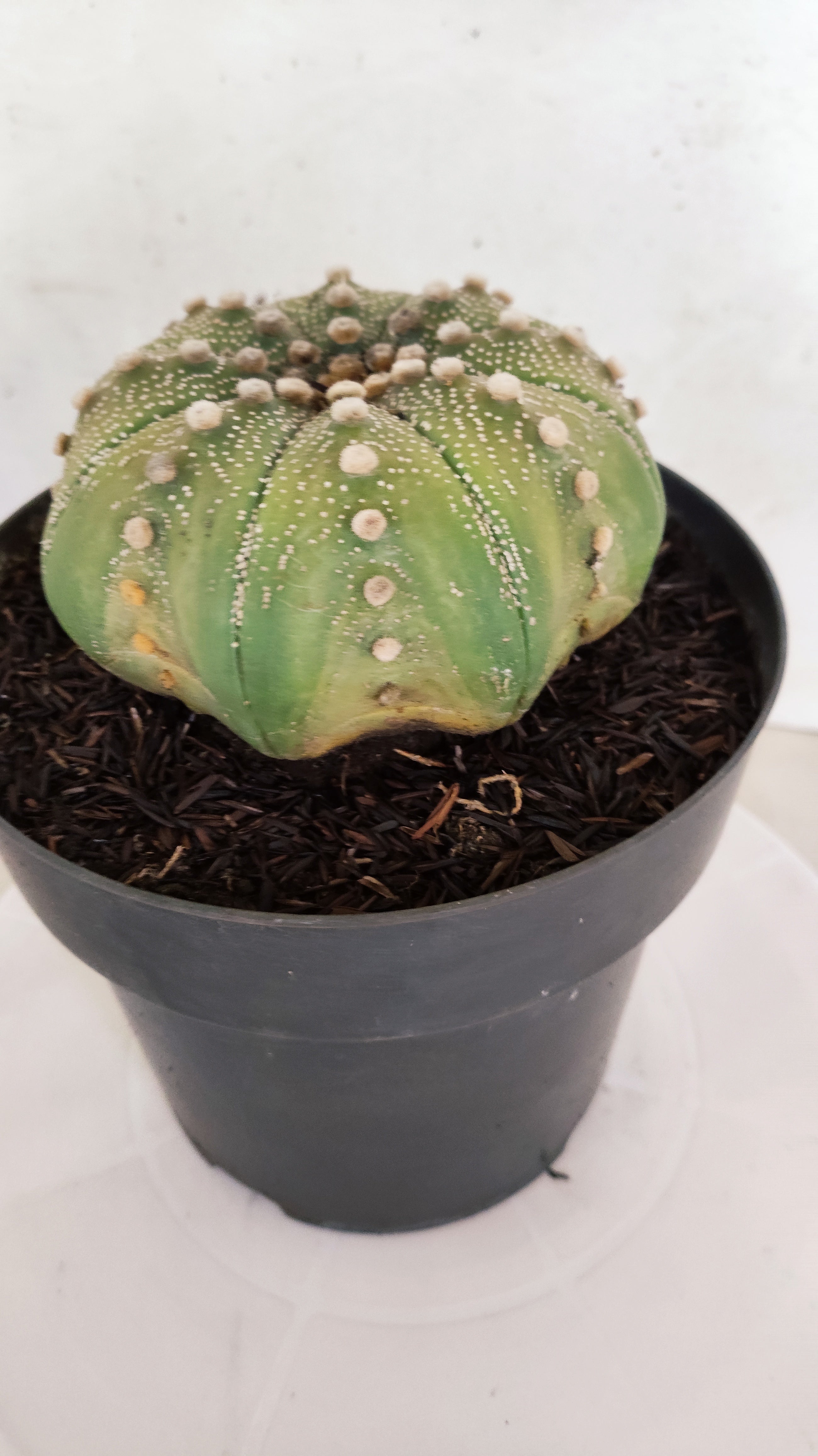 ASTROPHYTUM ASTERIAS STAR SHAPE Nº 1143 – vaso 17