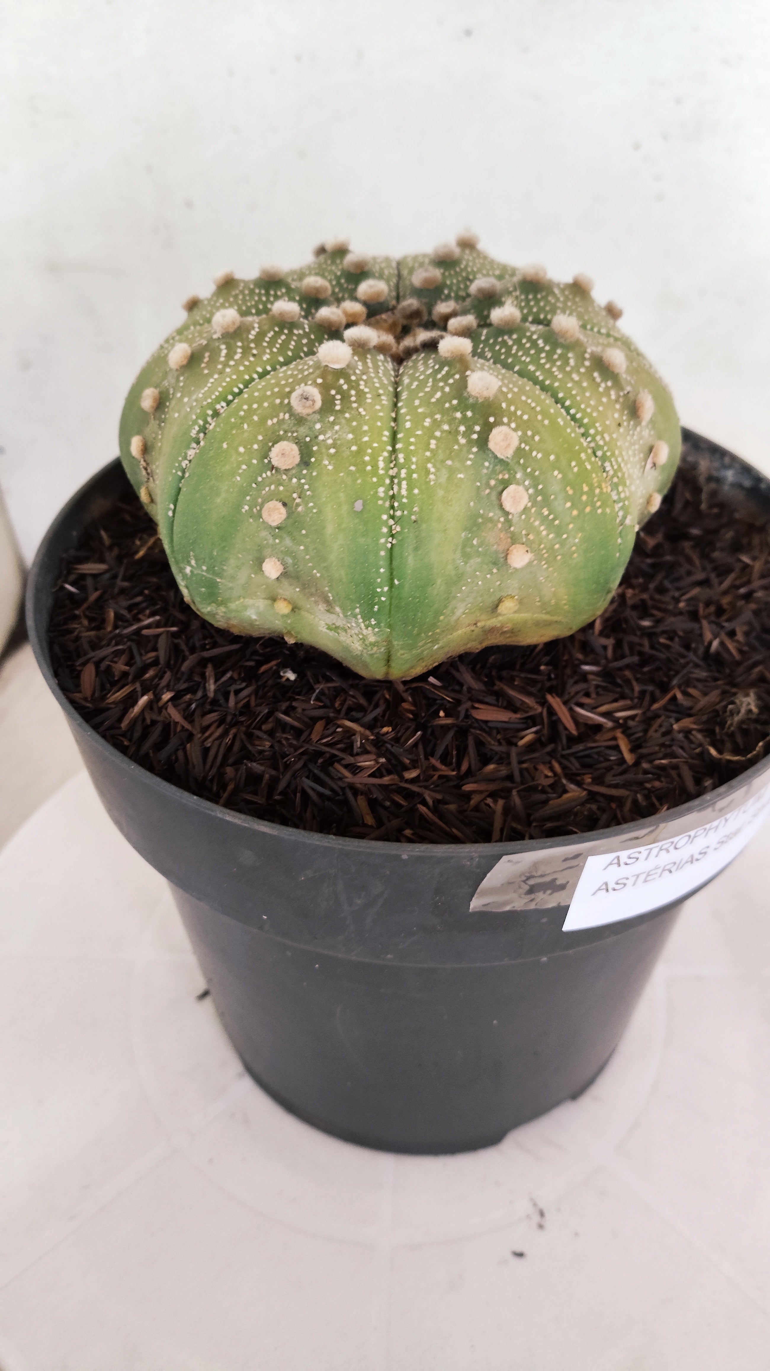 ASTROPHYTUM ASTERIAS STAR SHAPE Nº 1143 – vaso 17