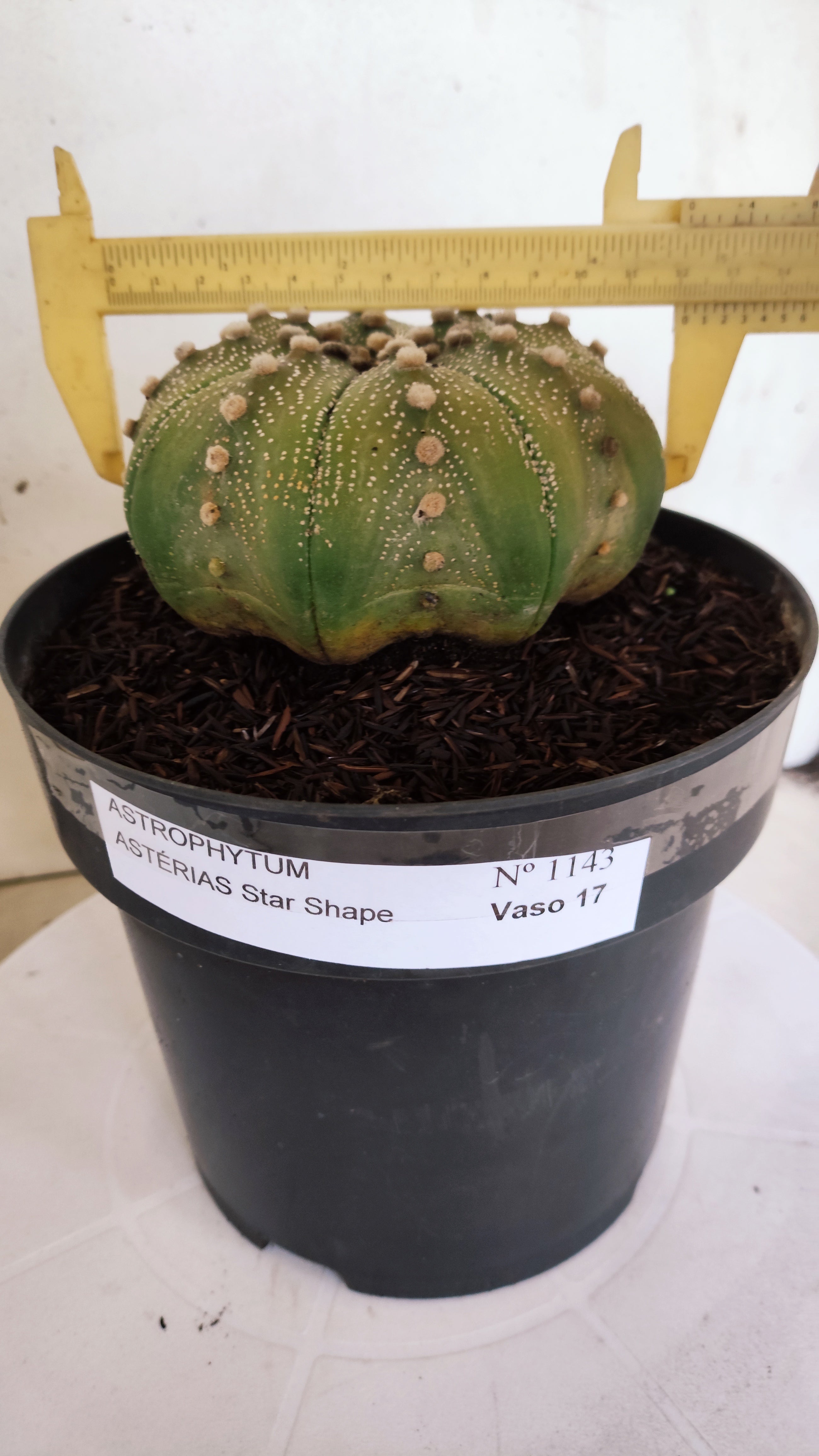 ASTROPHYTUM ASTERIAS STAR SHAPE Nº 1143 – vaso 17