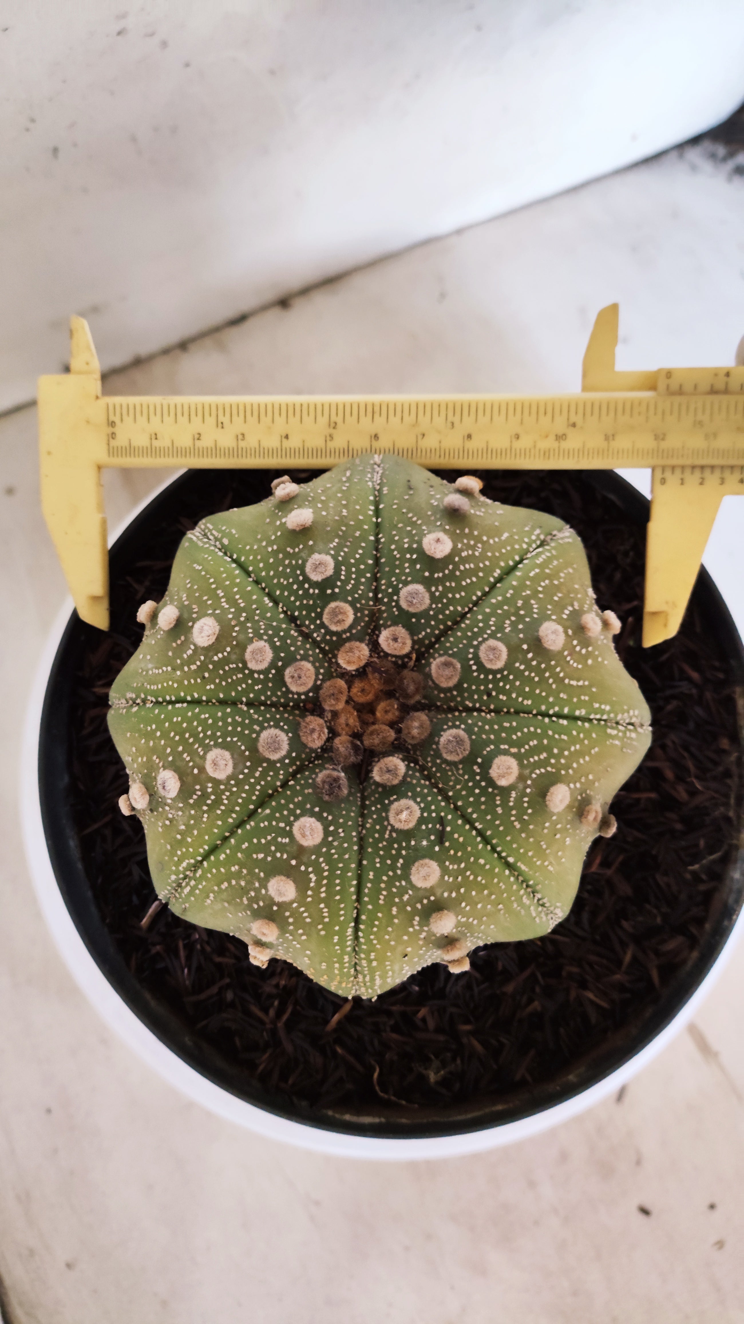 ASTROPHYTUM ASTERIAS STAR SHAPE Nº 1143 – vaso 17