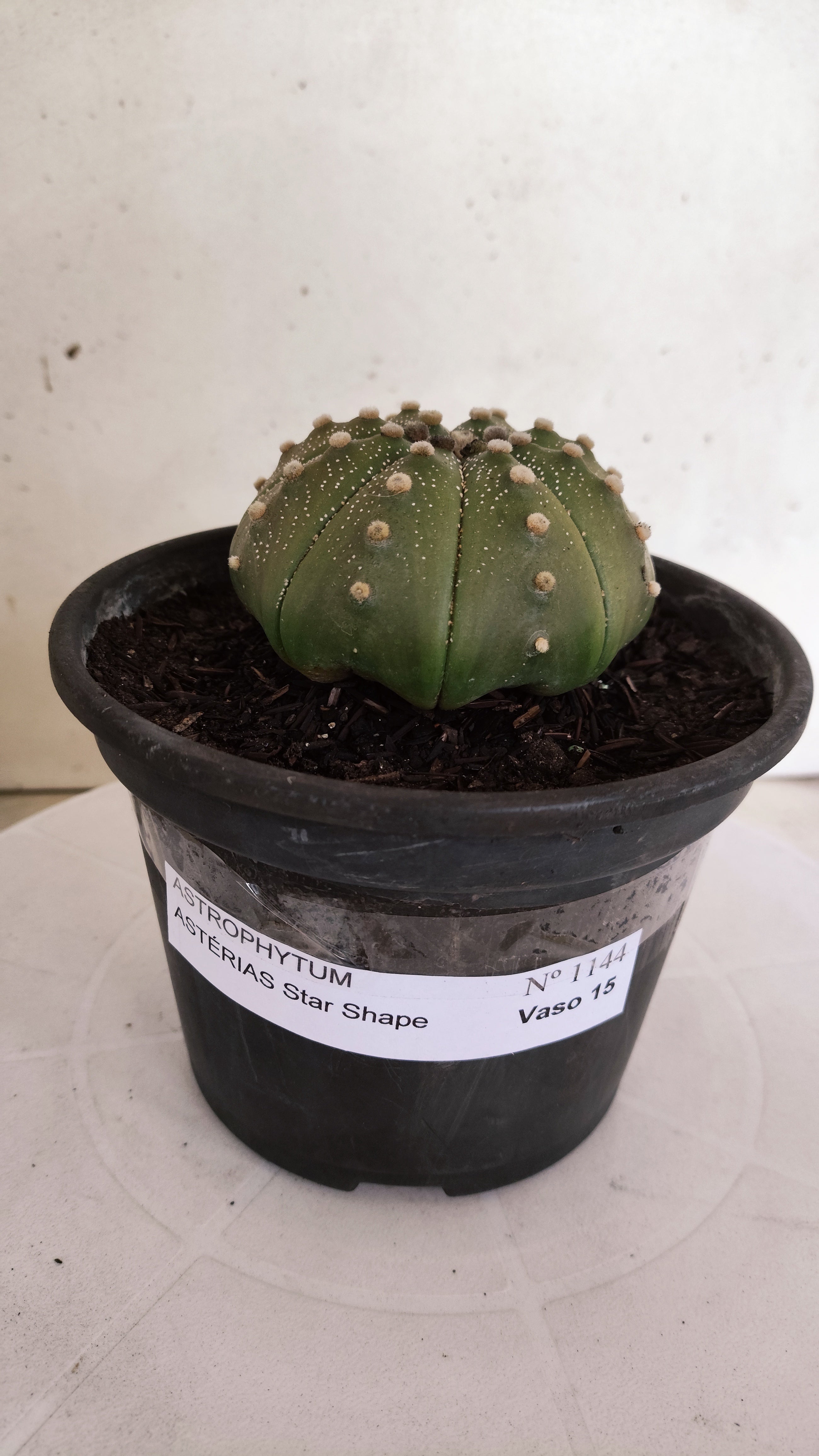 ASTROPHYTUM ASTERIAS "STAR SHAPE"   Nº 1144 – vaso 15
