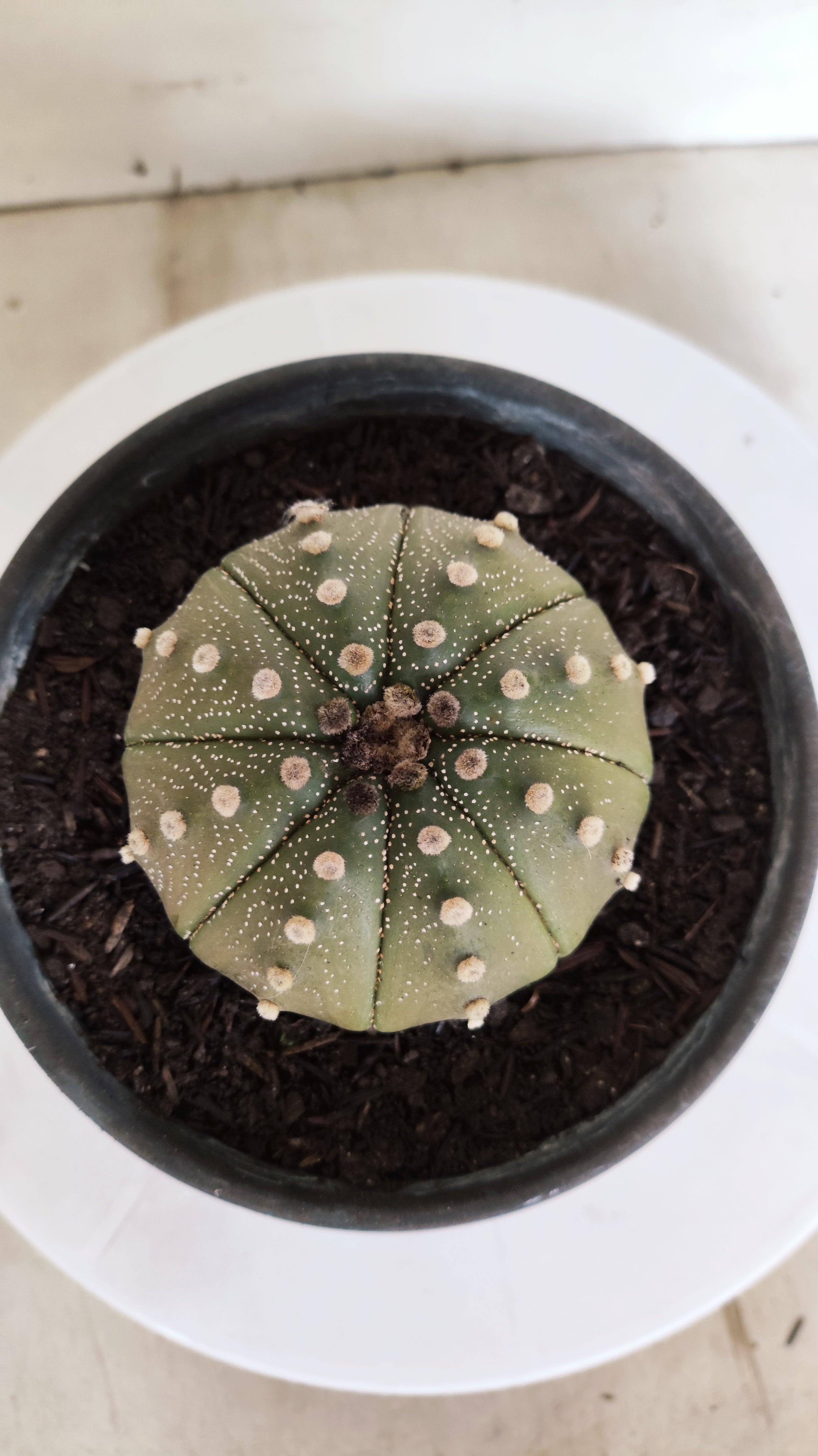 ASTROPHYTUM ASTERIAS "STAR SHAPE"   Nº 1144 – vaso 15