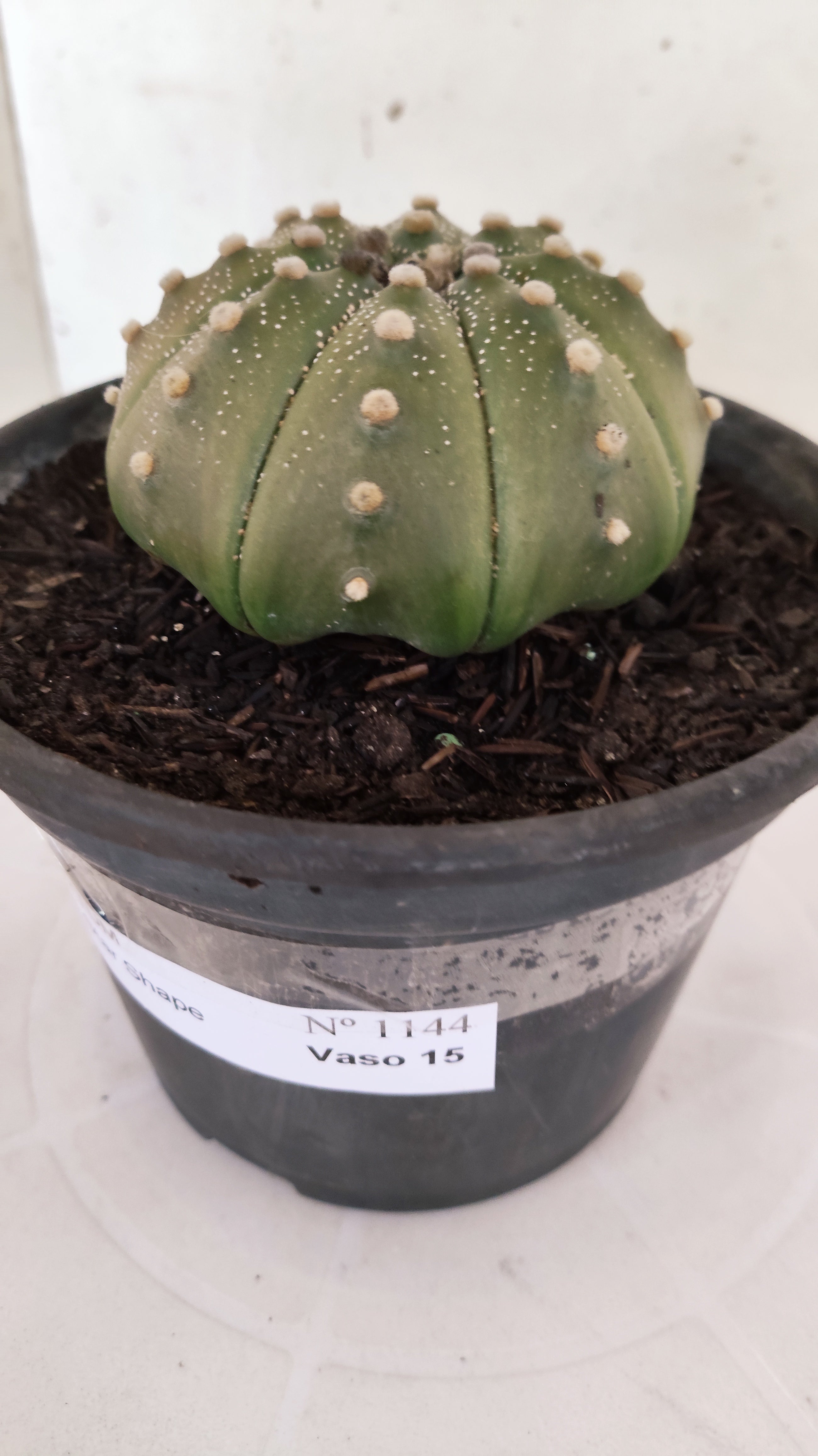 ASTROPHYTUM ASTERIAS "STAR SHAPE"   Nº 1144 – vaso 15