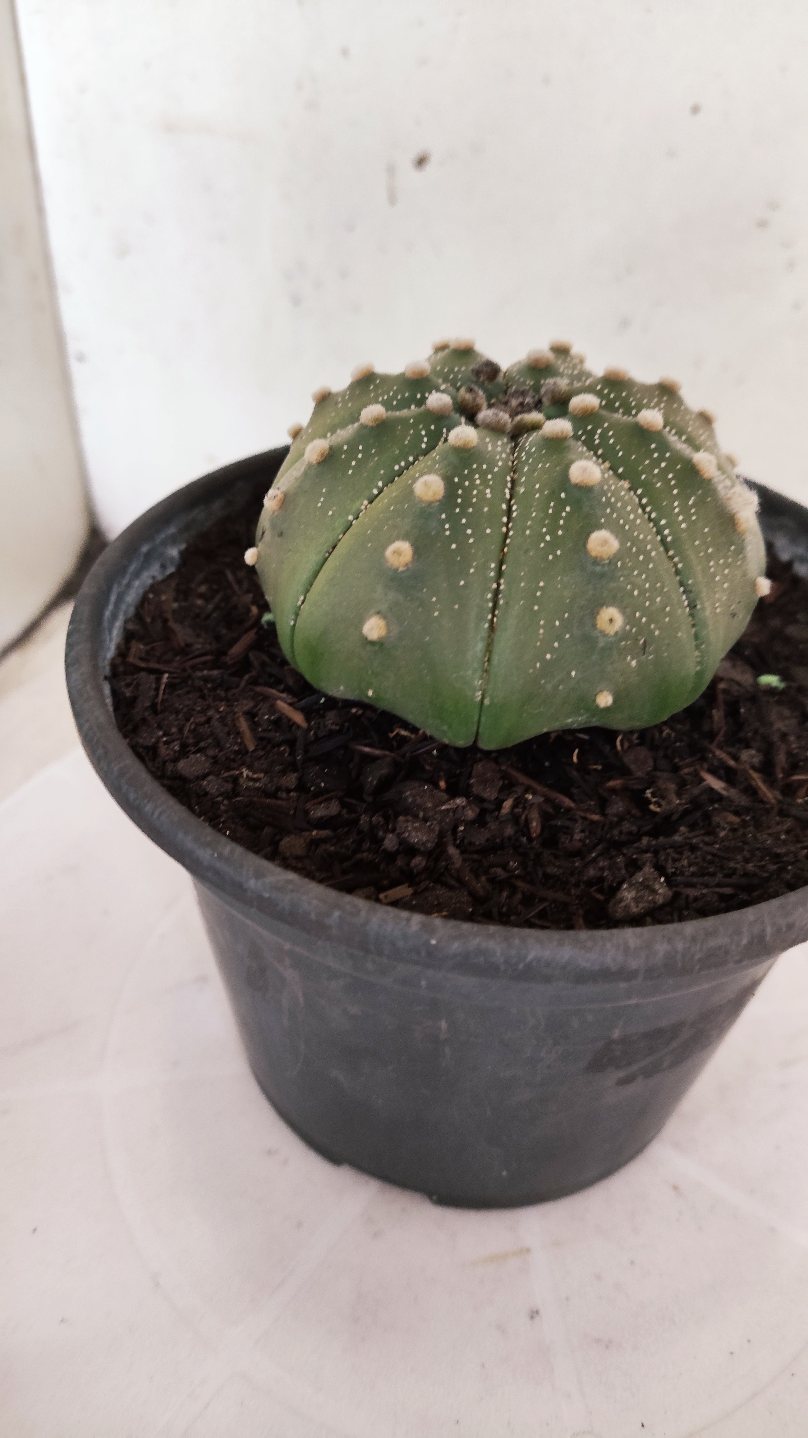 ASTROPHYTUM ASTERIAS "STAR SHAPE"   Nº 1144 – vaso 15