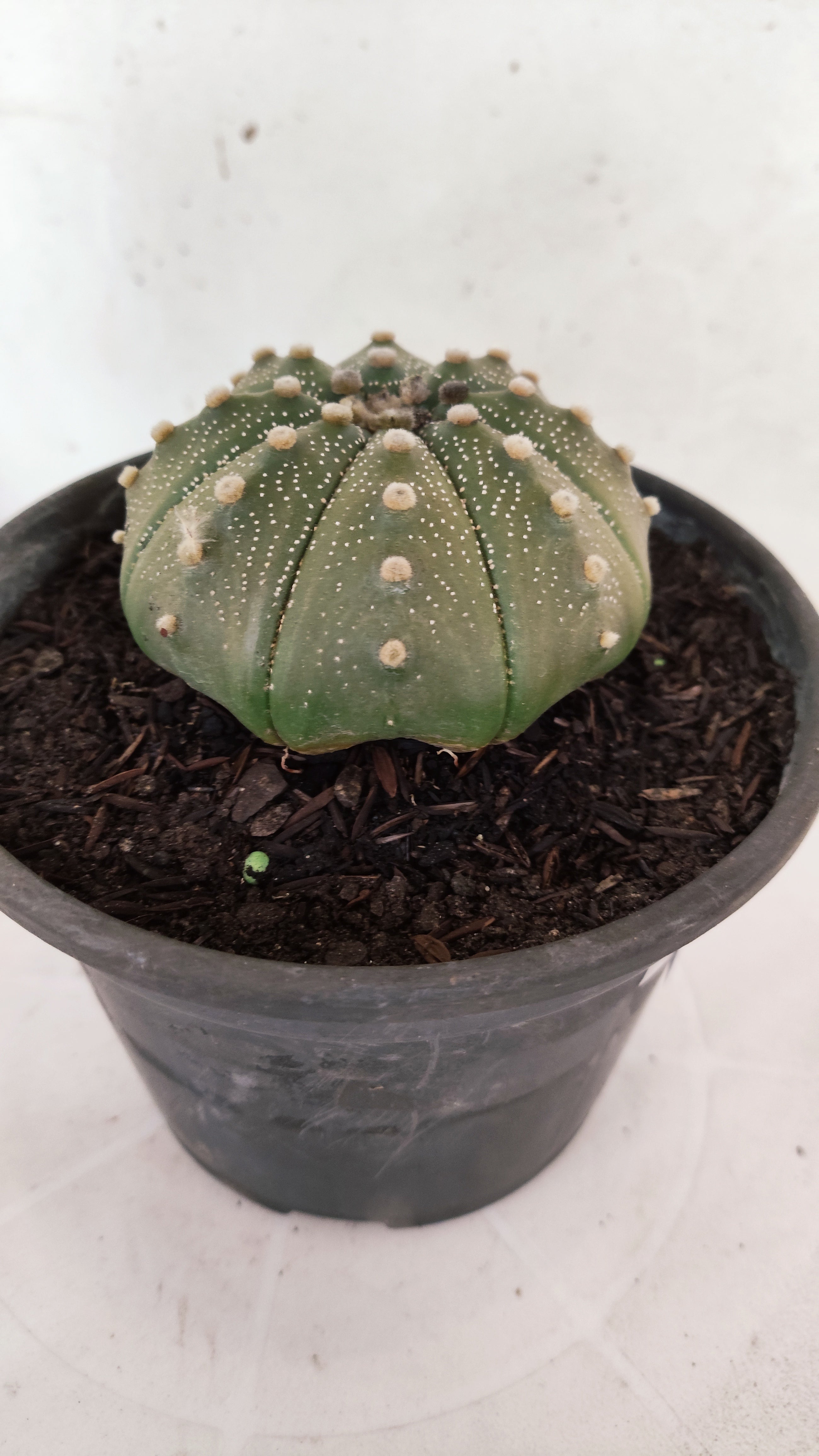 ASTROPHYTUM ASTERIAS "STAR SHAPE"   Nº 1144 – vaso 15