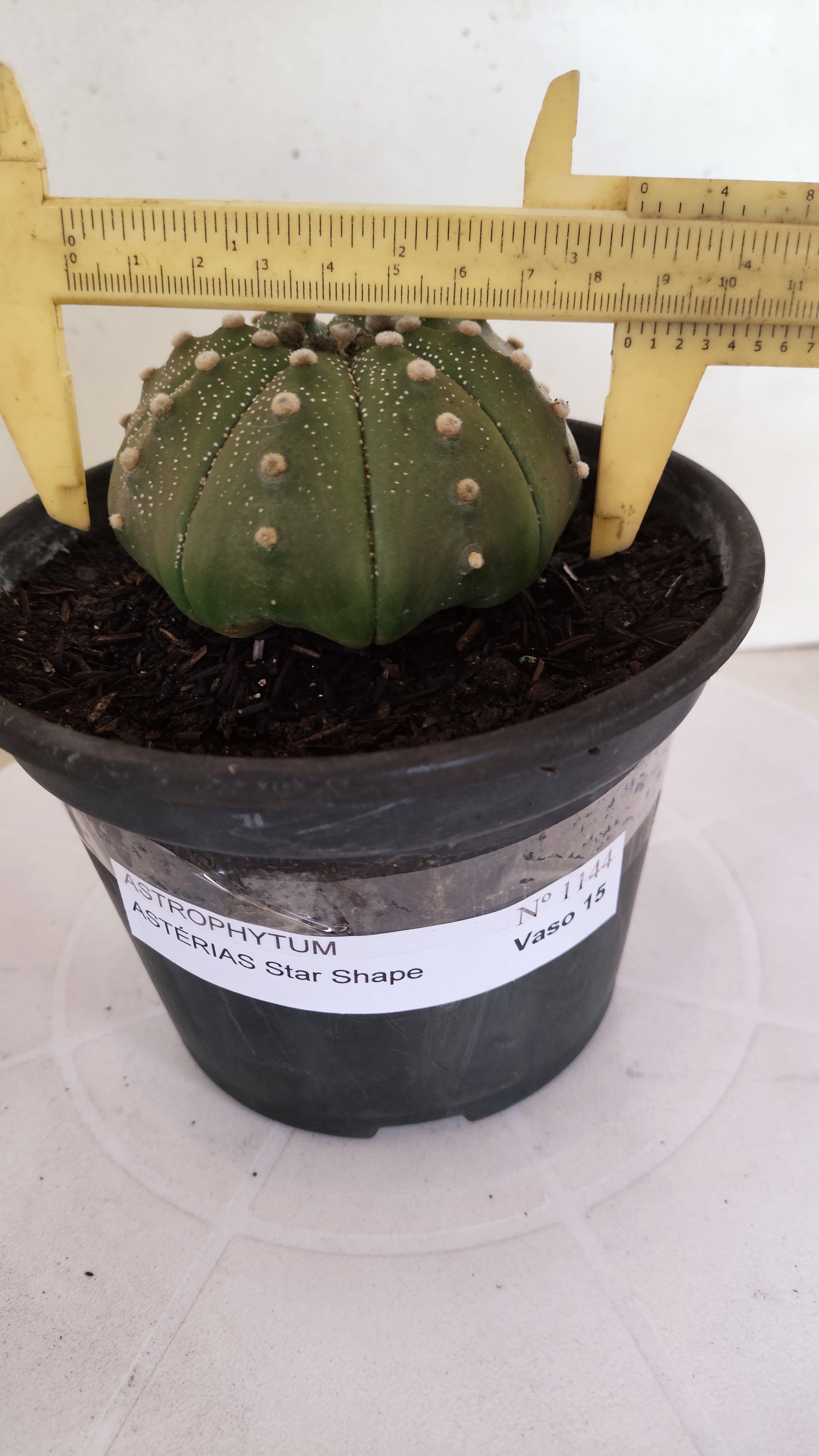 ASTROPHYTUM ASTERIAS "STAR SHAPE"   Nº 1144 – vaso 15