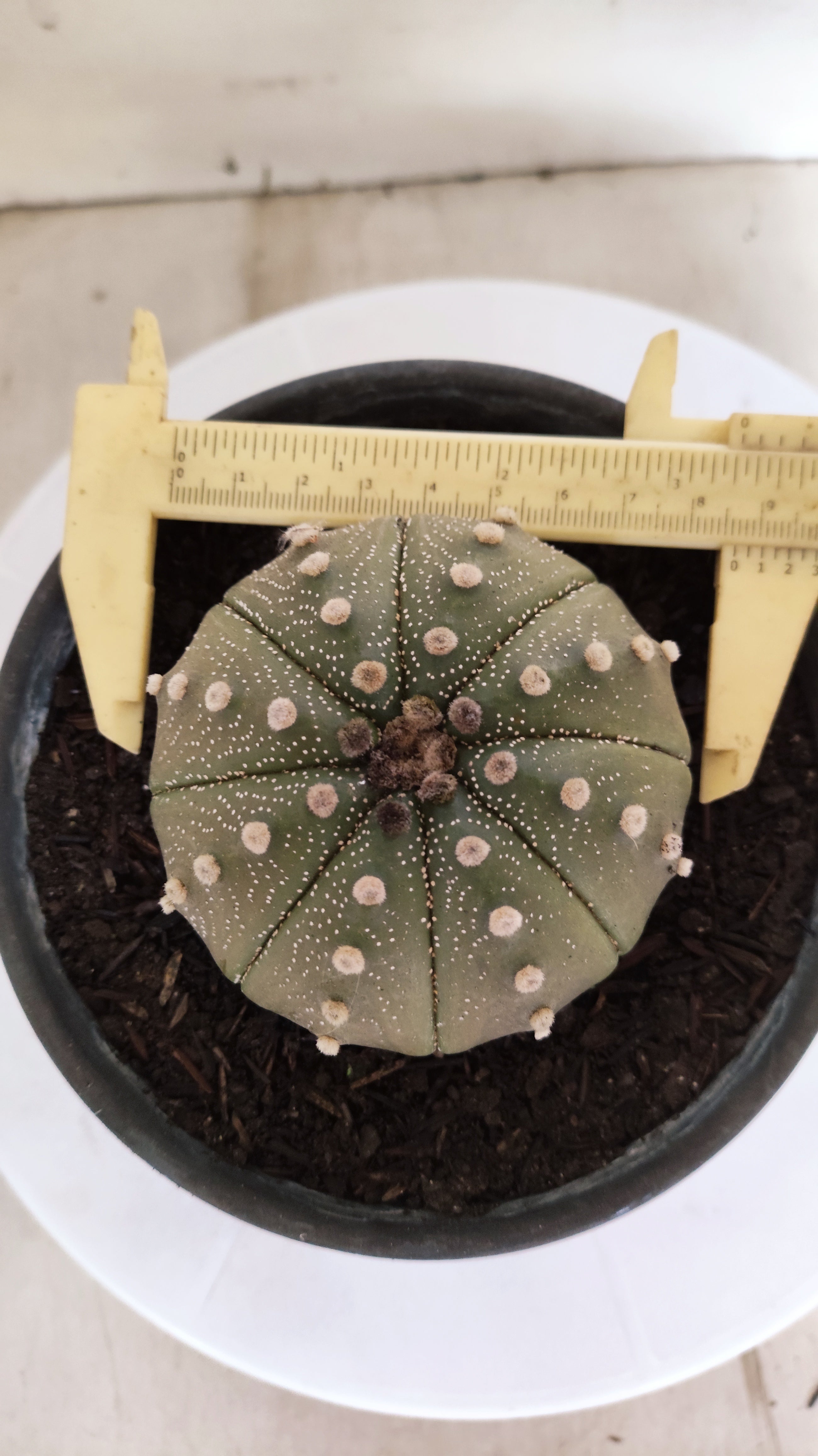 ASTROPHYTUM ASTERIAS "STAR SHAPE"   Nº 1144 – vaso 15
