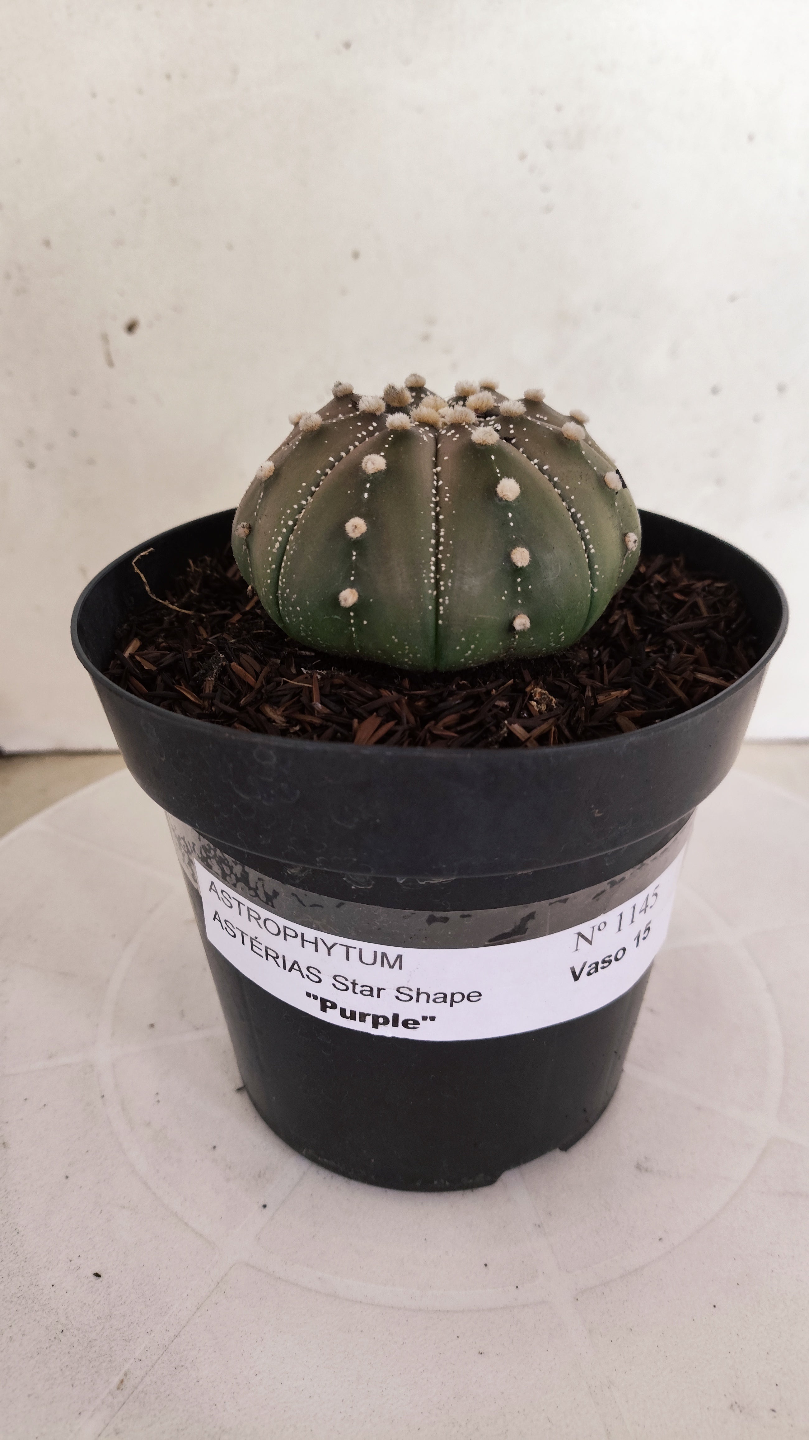 ASTROPHYTUM ASTERIAS "STAR SHAPE - Purple"   Nº 1145 – vaso 15