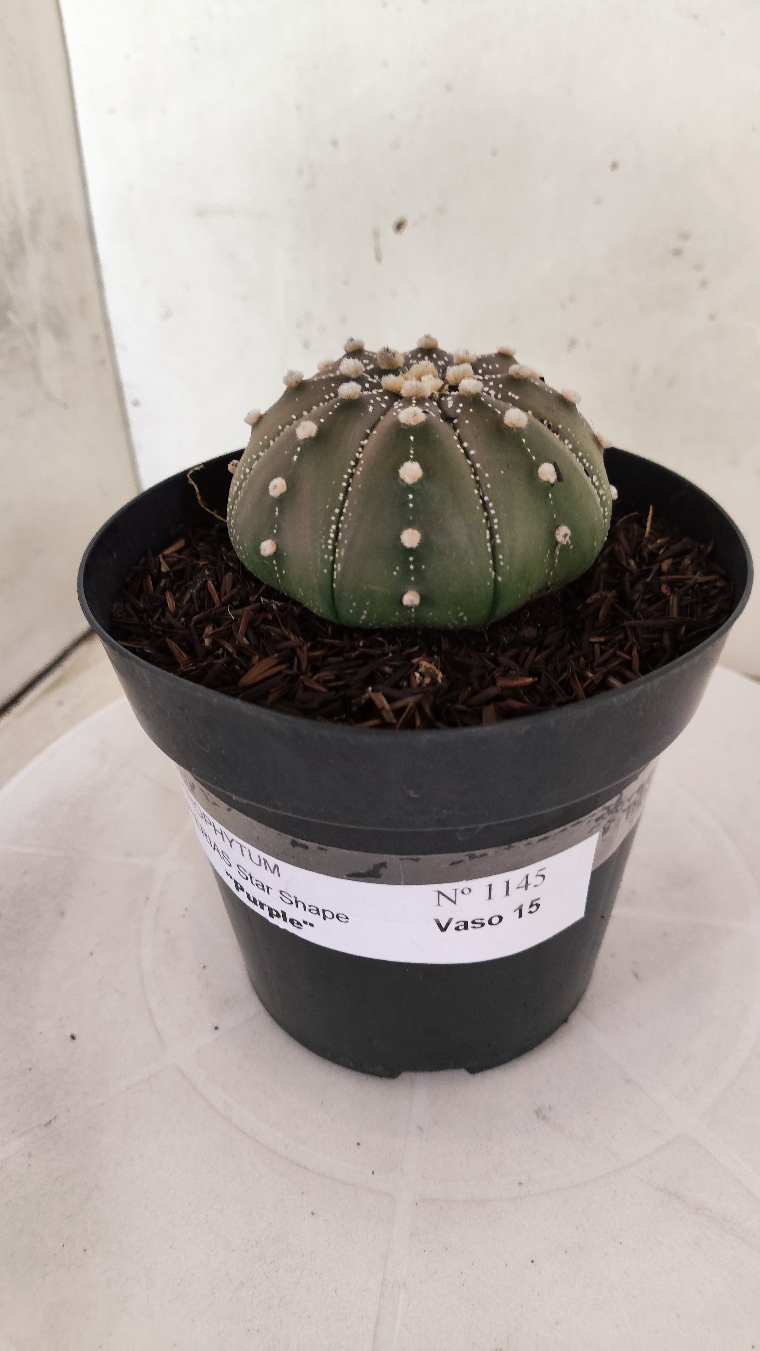 ASTROPHYTUM ASTERIAS "STAR SHAPE - Purple"   Nº 1145 – vaso 15
