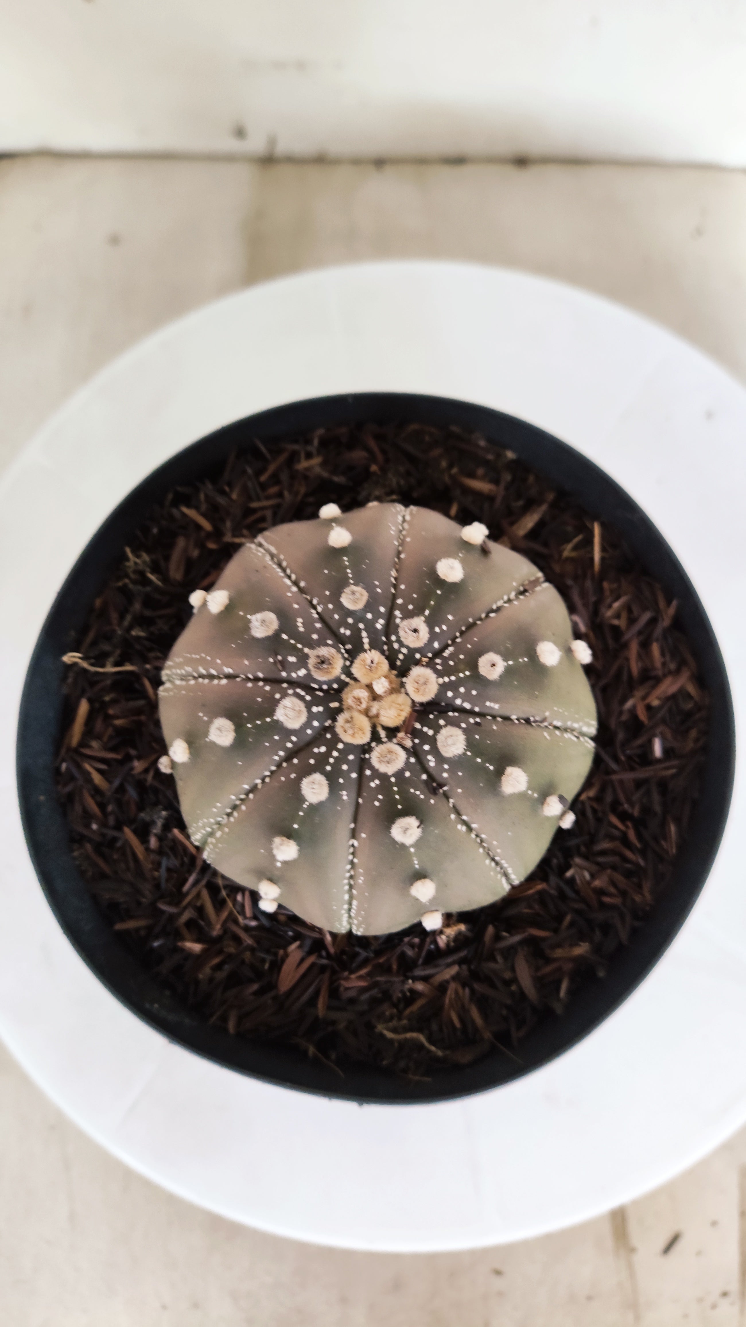 ASTROPHYTUM ASTERIAS "STAR SHAPE - Purple"   Nº 1145 – vaso 15