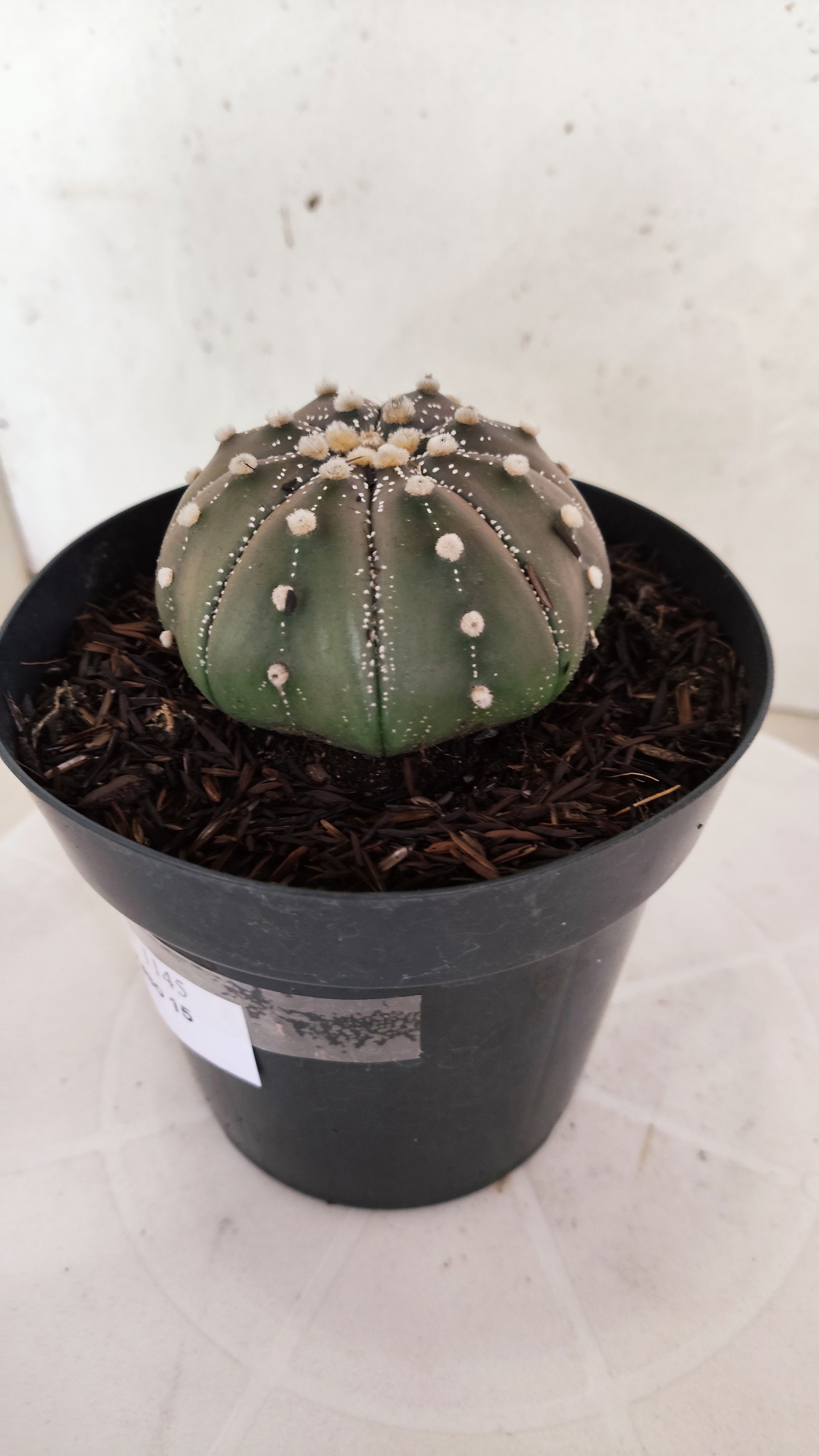 ASTROPHYTUM ASTERIAS "STAR SHAPE - Purple"   Nº 1145 – vaso 15