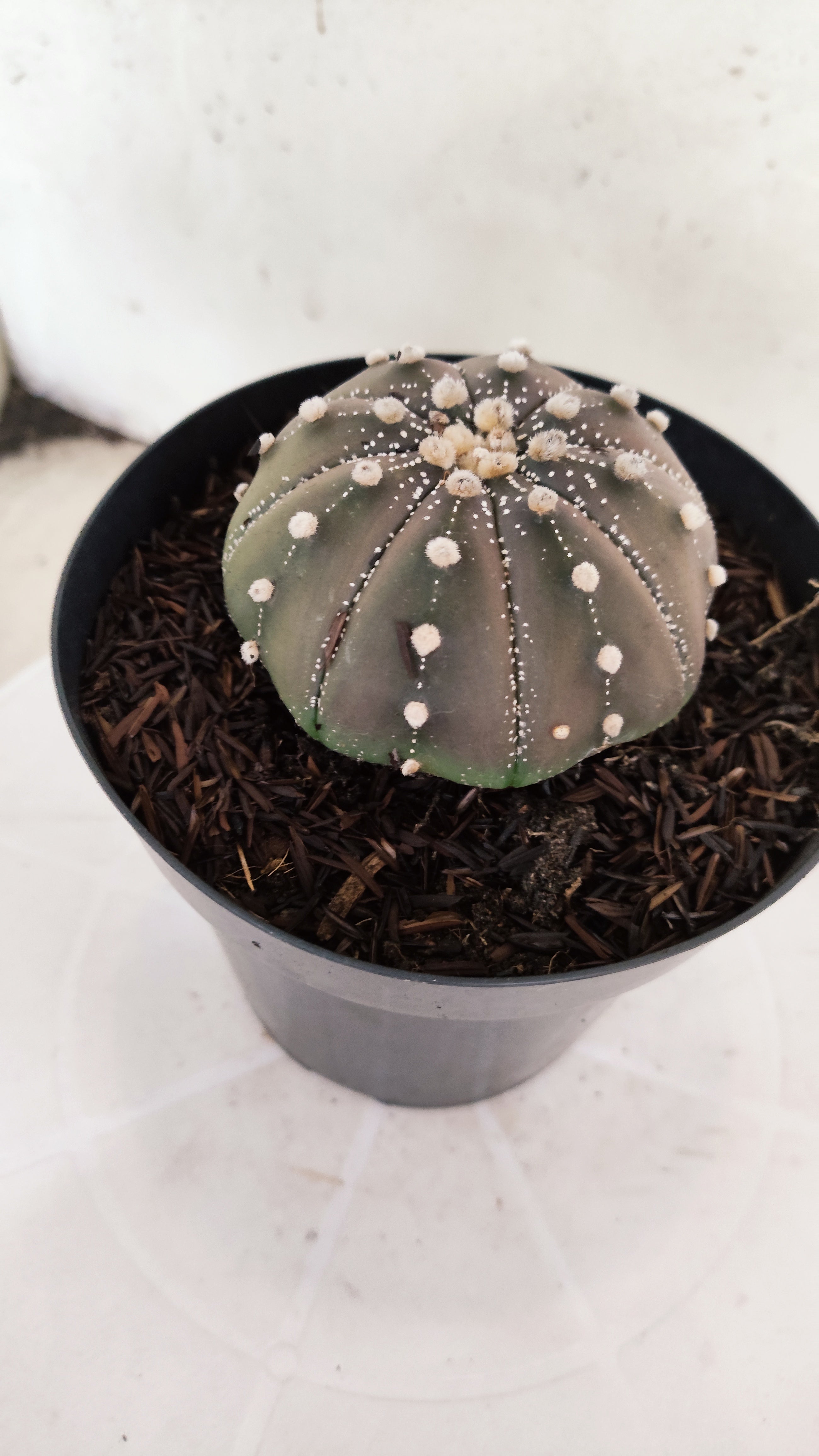 ASTROPHYTUM ASTERIAS "STAR SHAPE - Purple"   Nº 1145 – vaso 15
