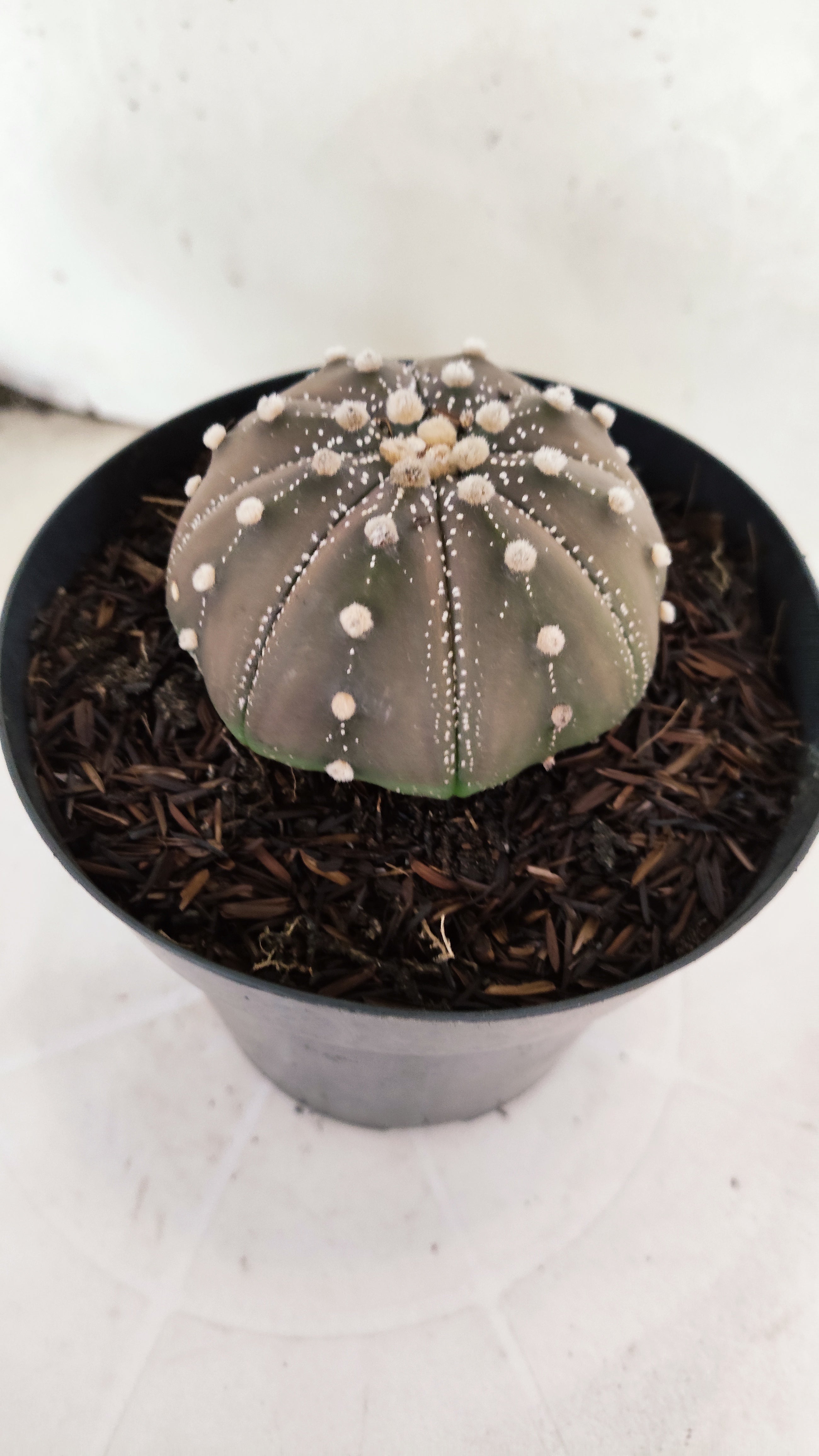 ASTROPHYTUM ASTERIAS "STAR SHAPE - Purple"   Nº 1145 – vaso 15
