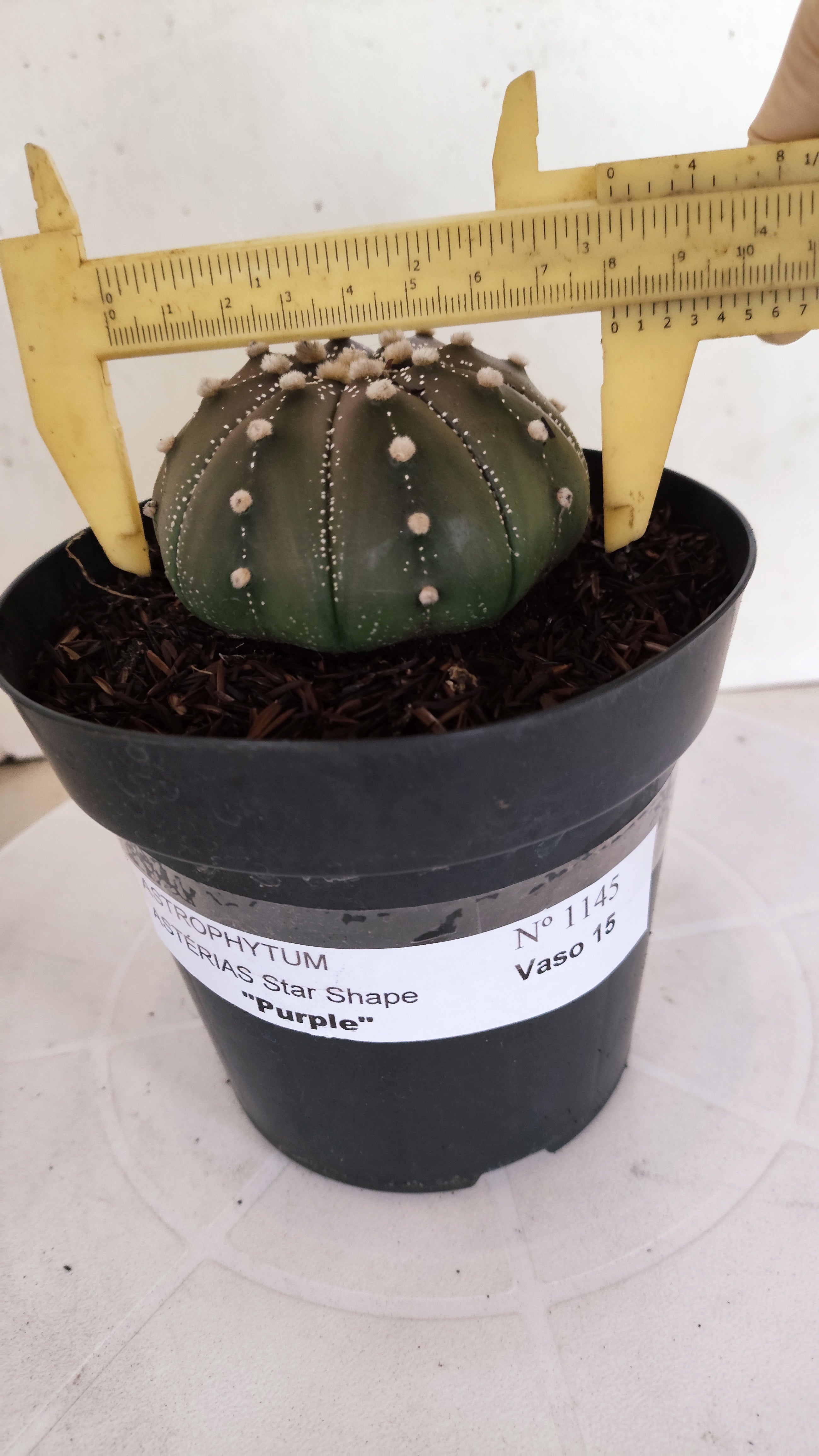 ASTROPHYTUM ASTERIAS "STAR SHAPE - Purple"   Nº 1145 – vaso 15