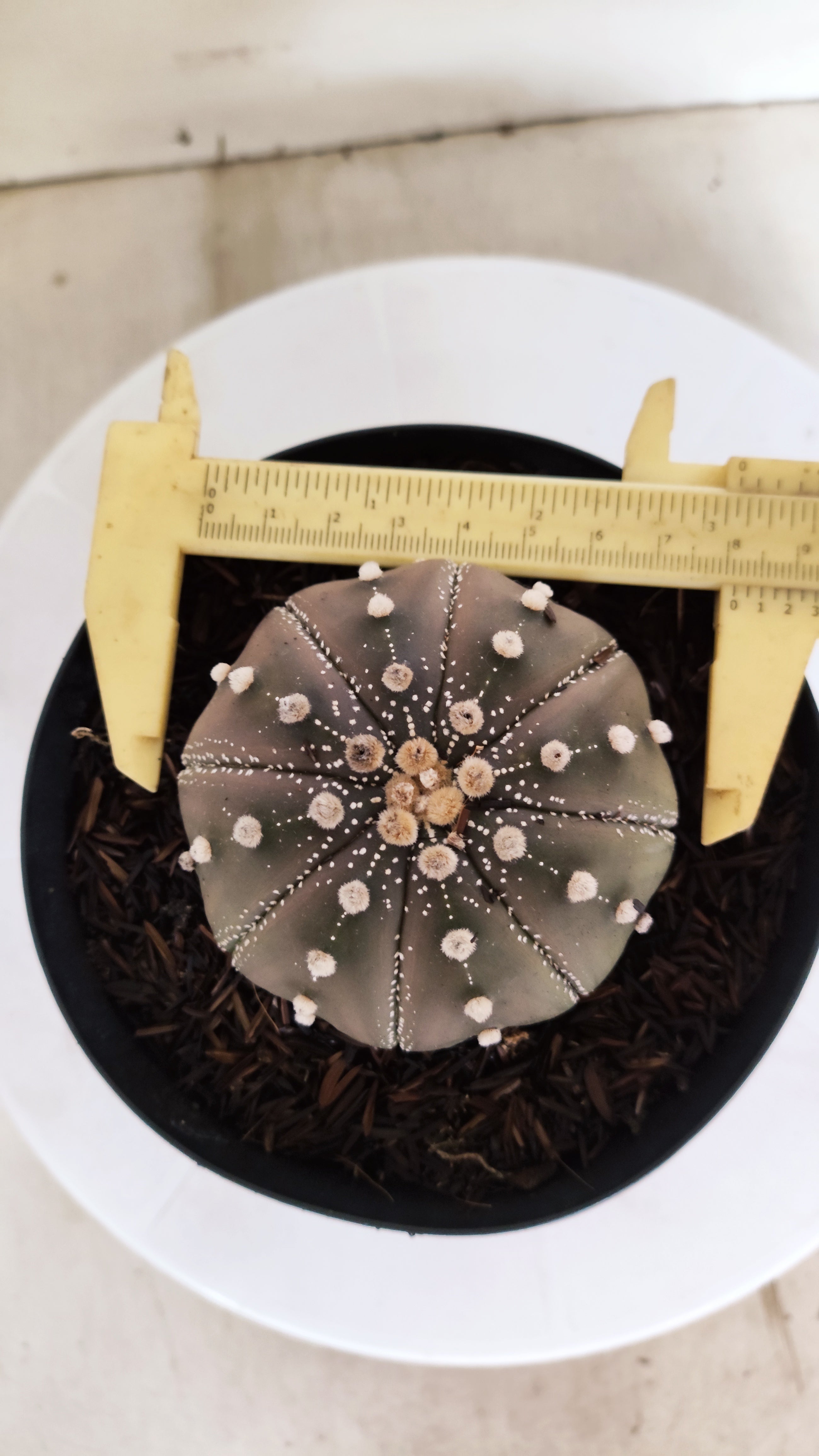 ASTROPHYTUM ASTERIAS "STAR SHAPE - Purple"   Nº 1145 – vaso 15