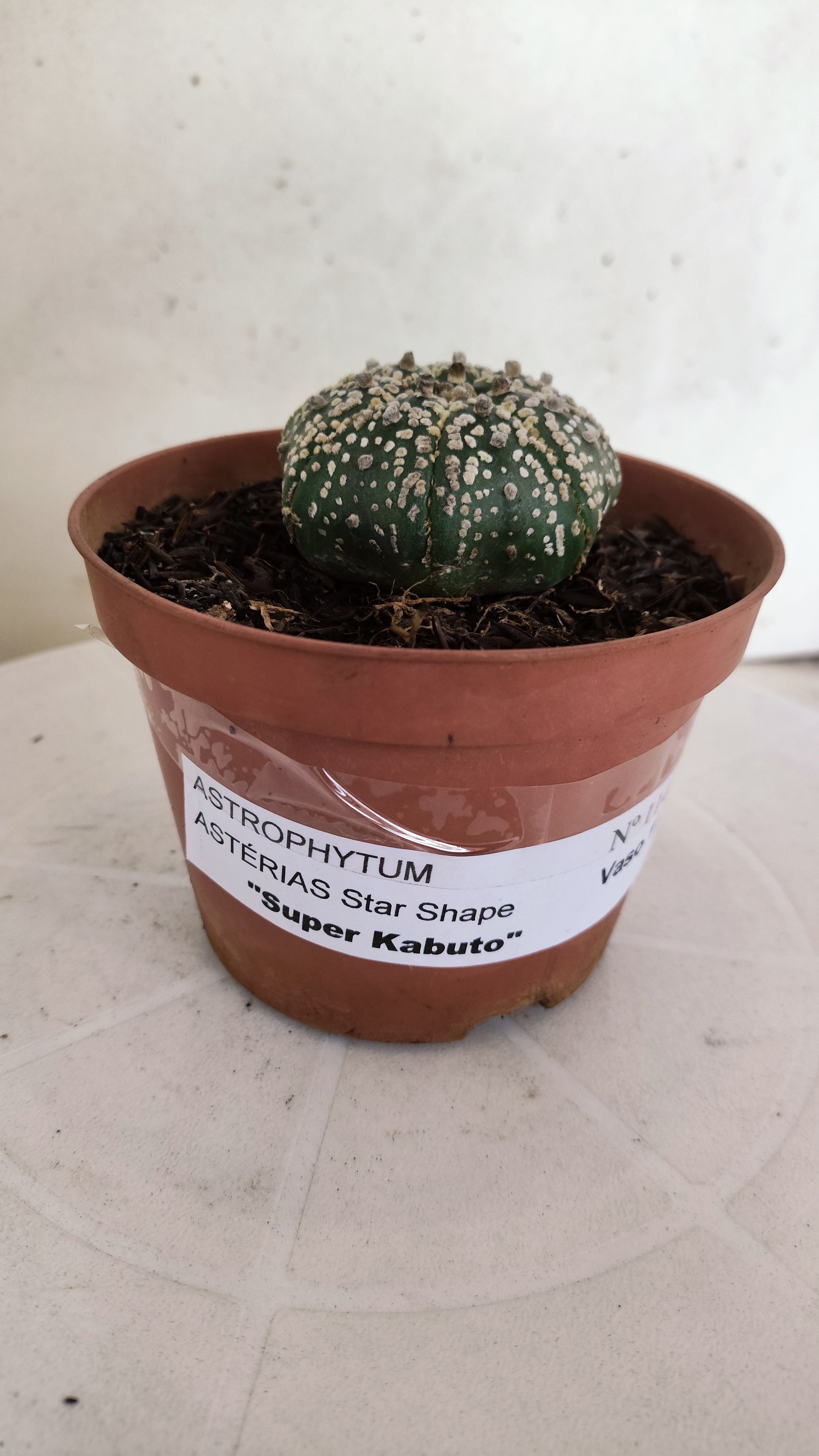 ASTROPHYTUM ASTERIAS "STAR SHAPE - Super Kabuto"   Nº 1146 – vaso 11