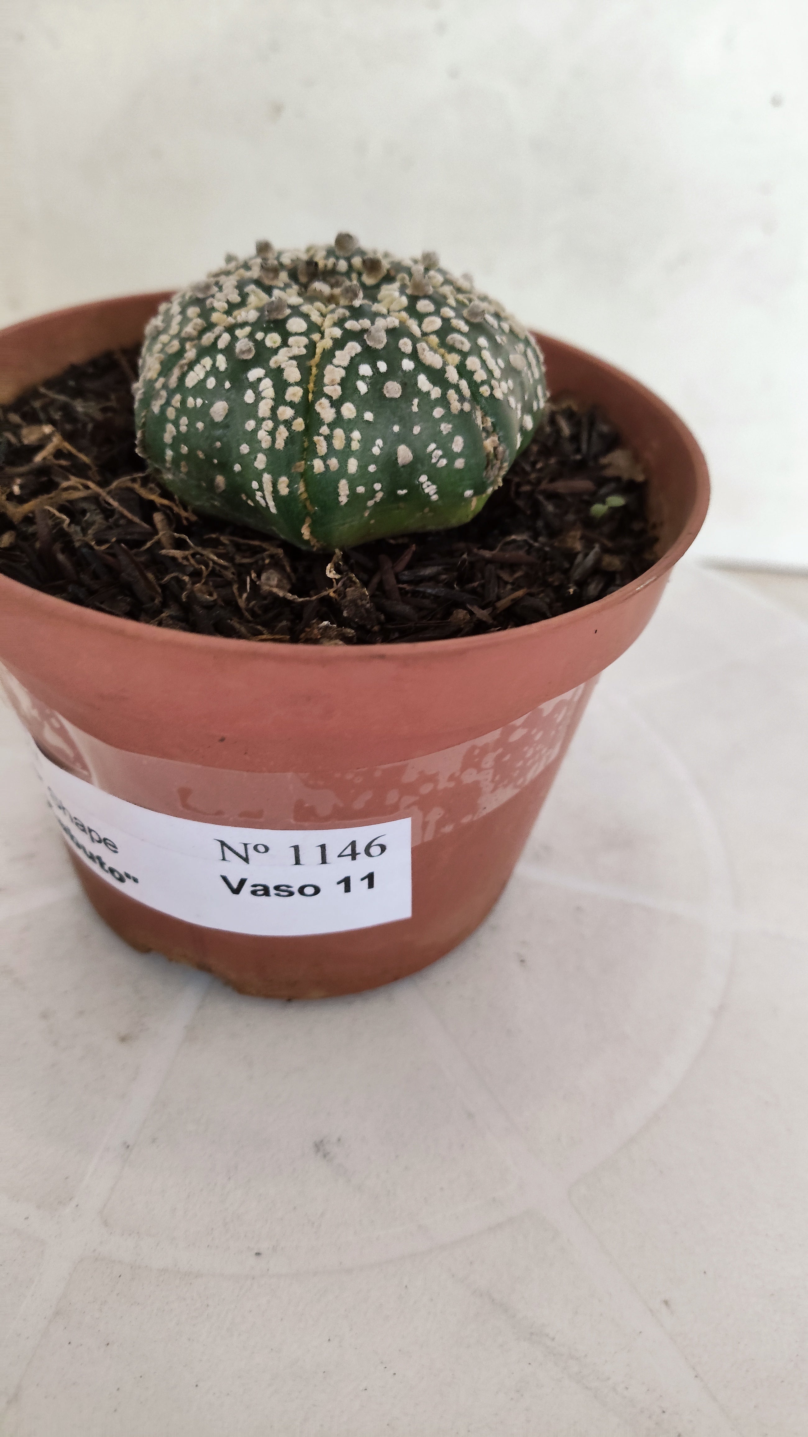 ASTROPHYTUM ASTERIAS "STAR SHAPE - Super Kabuto"   Nº 1146 – vaso 11