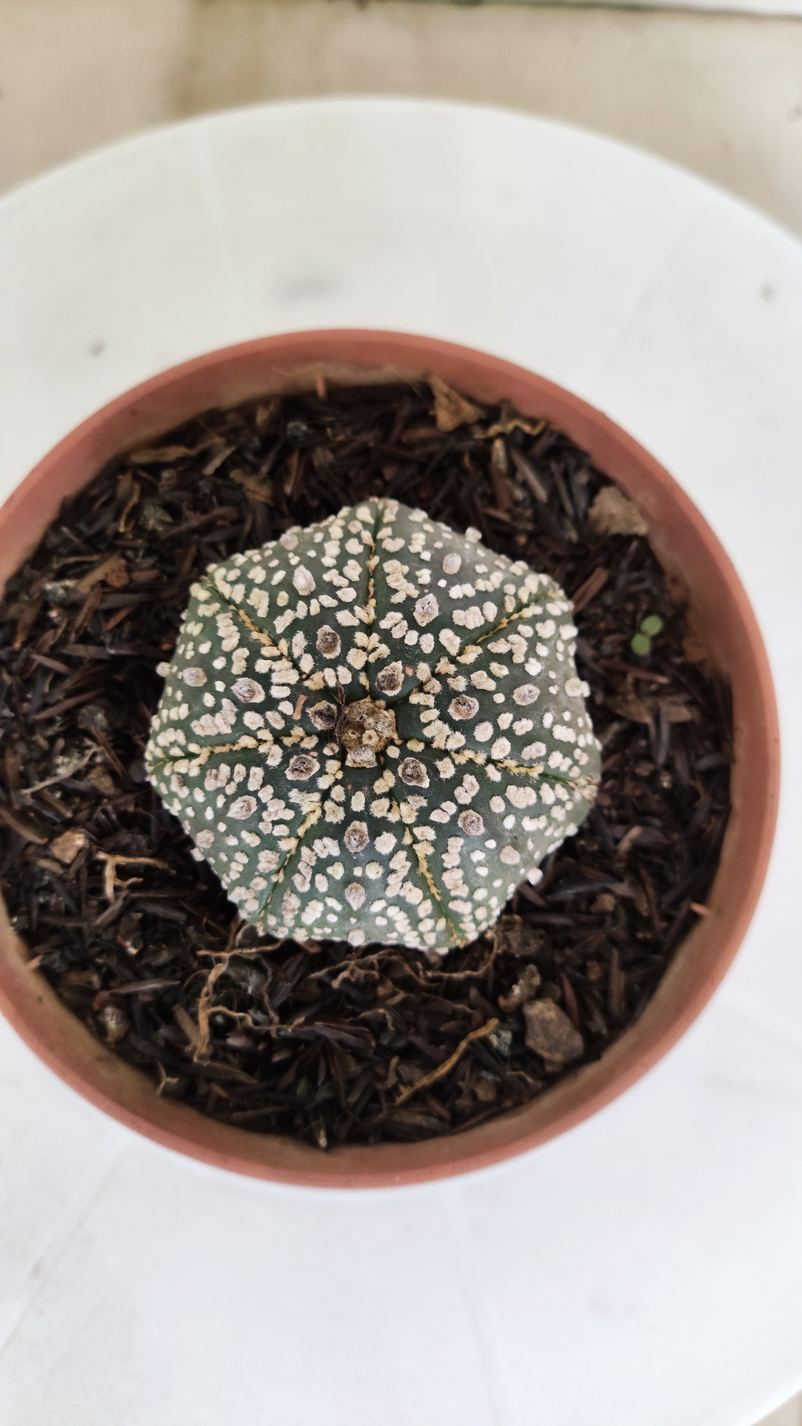 ASTROPHYTUM ASTERIAS "STAR SHAPE - Super Kabuto"   Nº 1146 – vaso 11