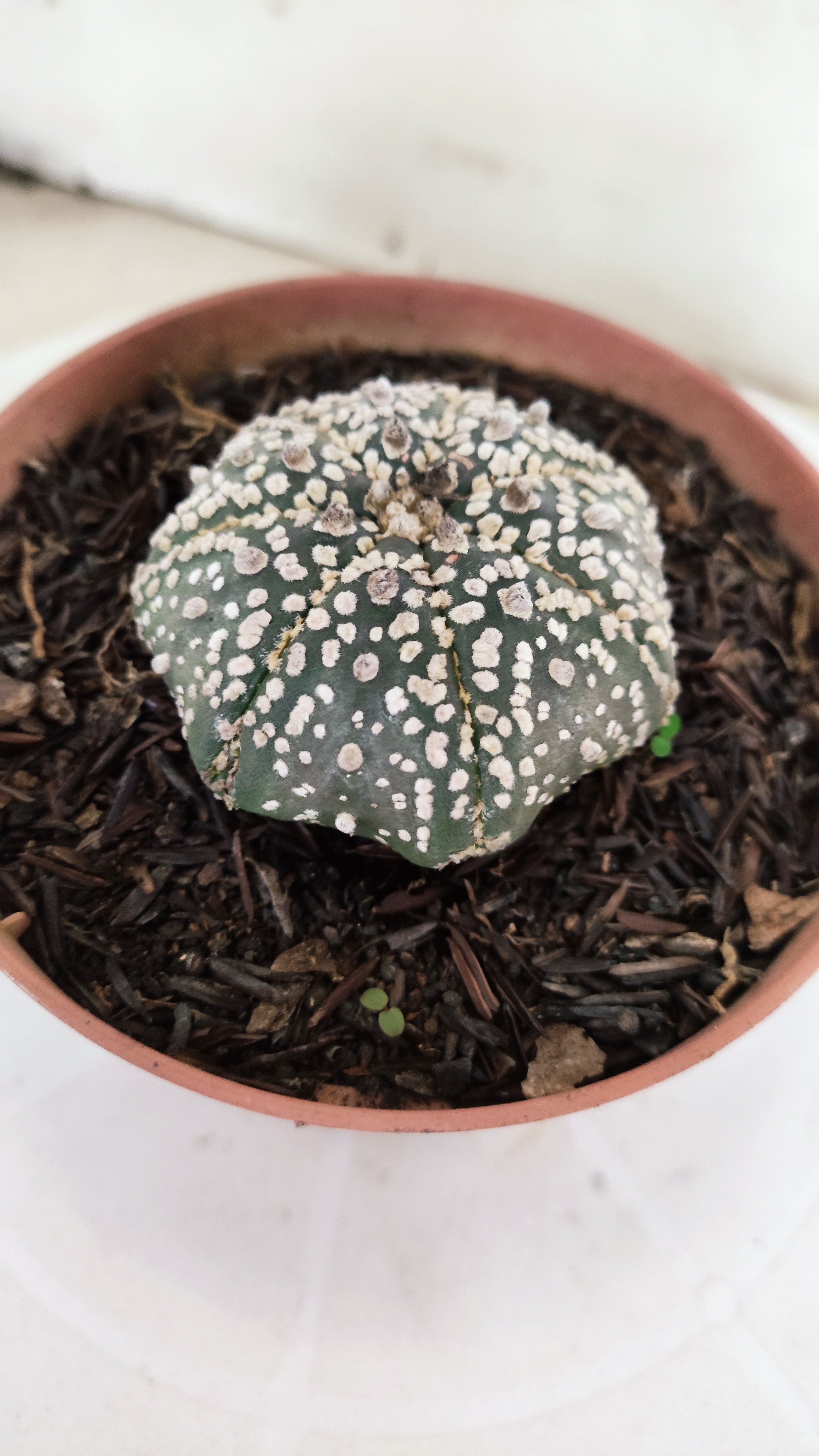 ASTROPHYTUM ASTERIAS "STAR SHAPE - Super Kabuto"   Nº 1146 – vaso 11