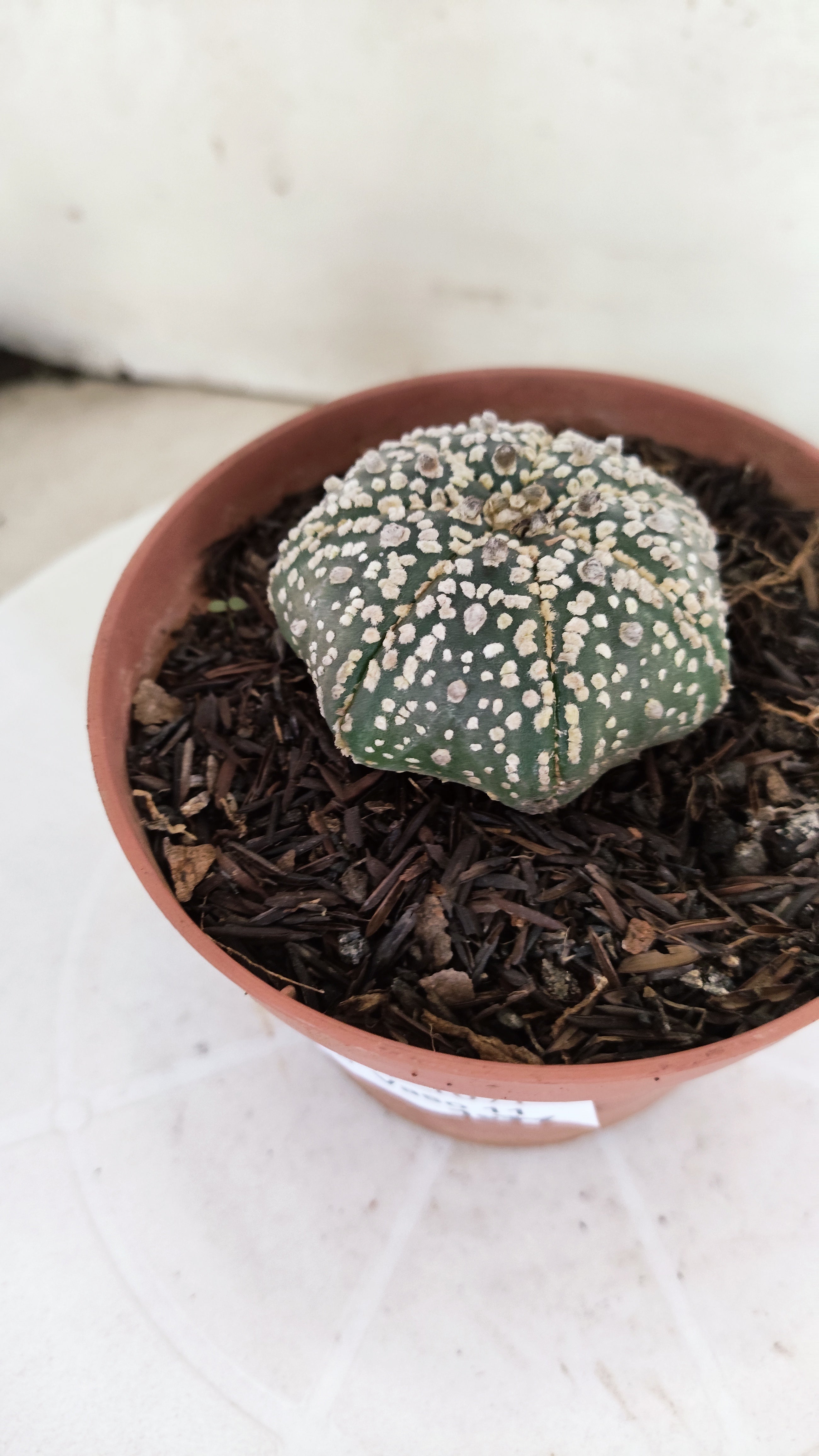 ASTROPHYTUM ASTERIAS "STAR SHAPE - Super Kabuto"   Nº 1146 – vaso 11