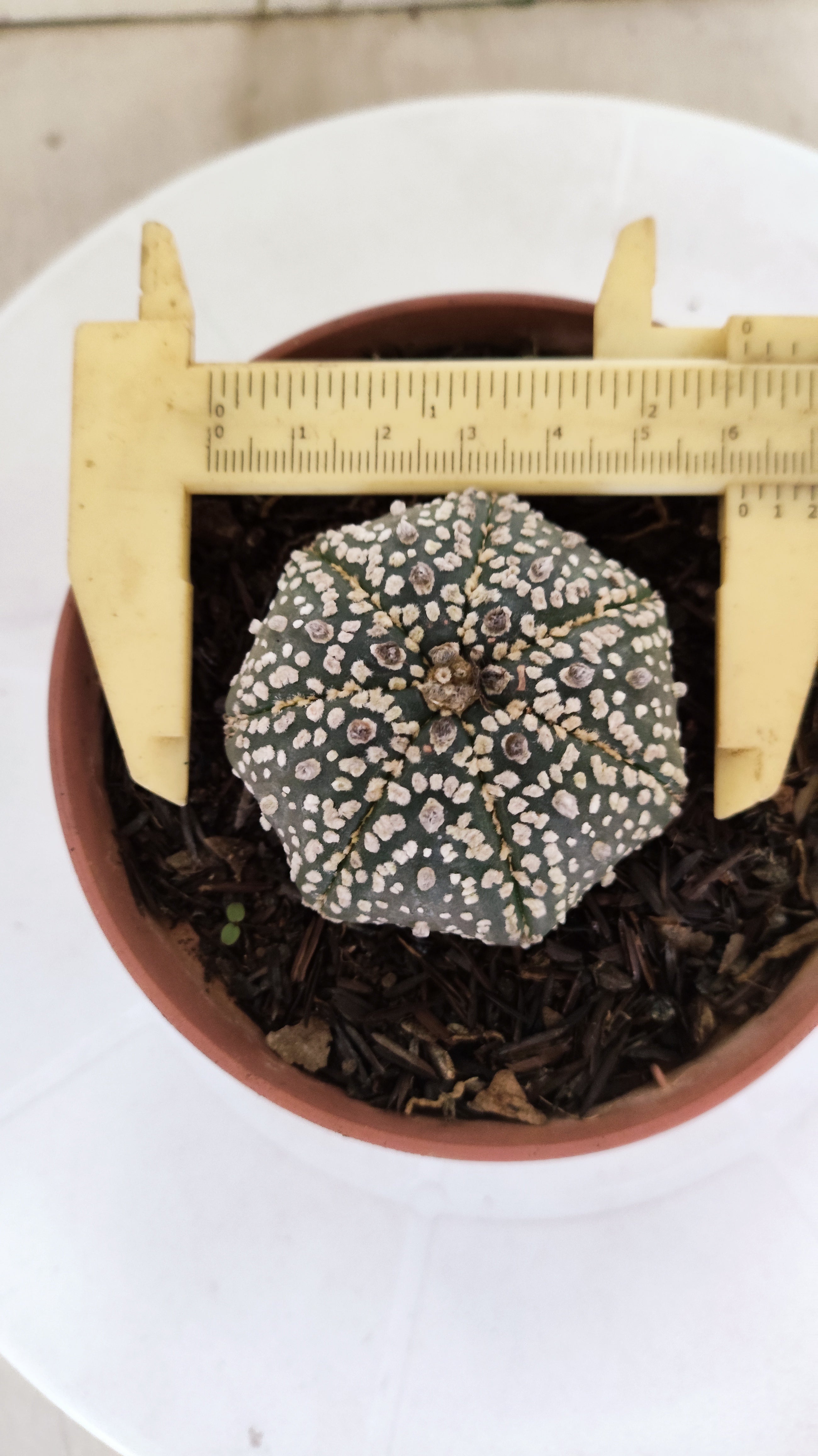 ASTROPHYTUM ASTERIAS "STAR SHAPE - Super Kabuto"   Nº 1146 – vaso 11