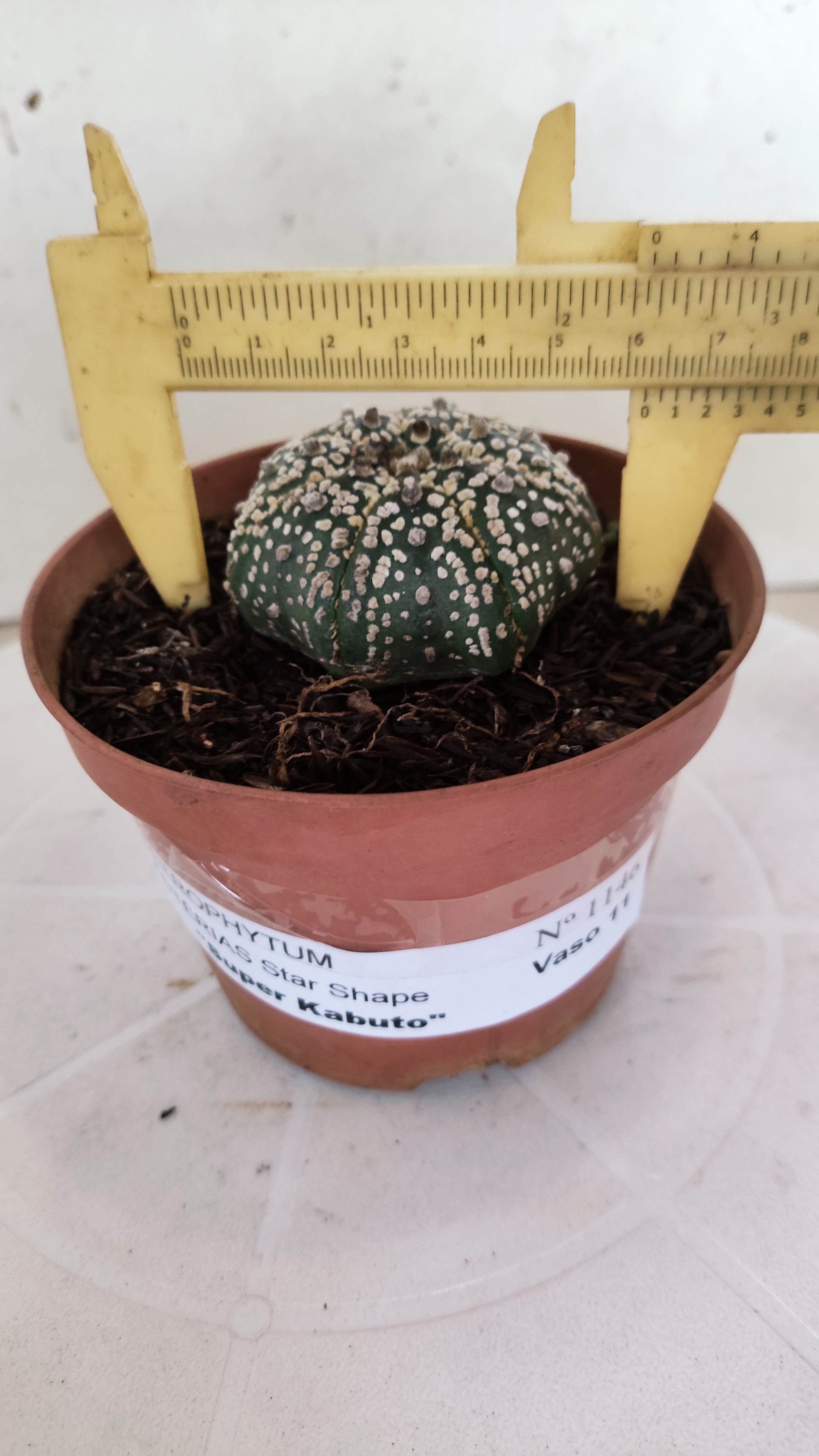 ASTROPHYTUM ASTERIAS "STAR SHAPE - Super Kabuto"   Nº 1146 – vaso 11