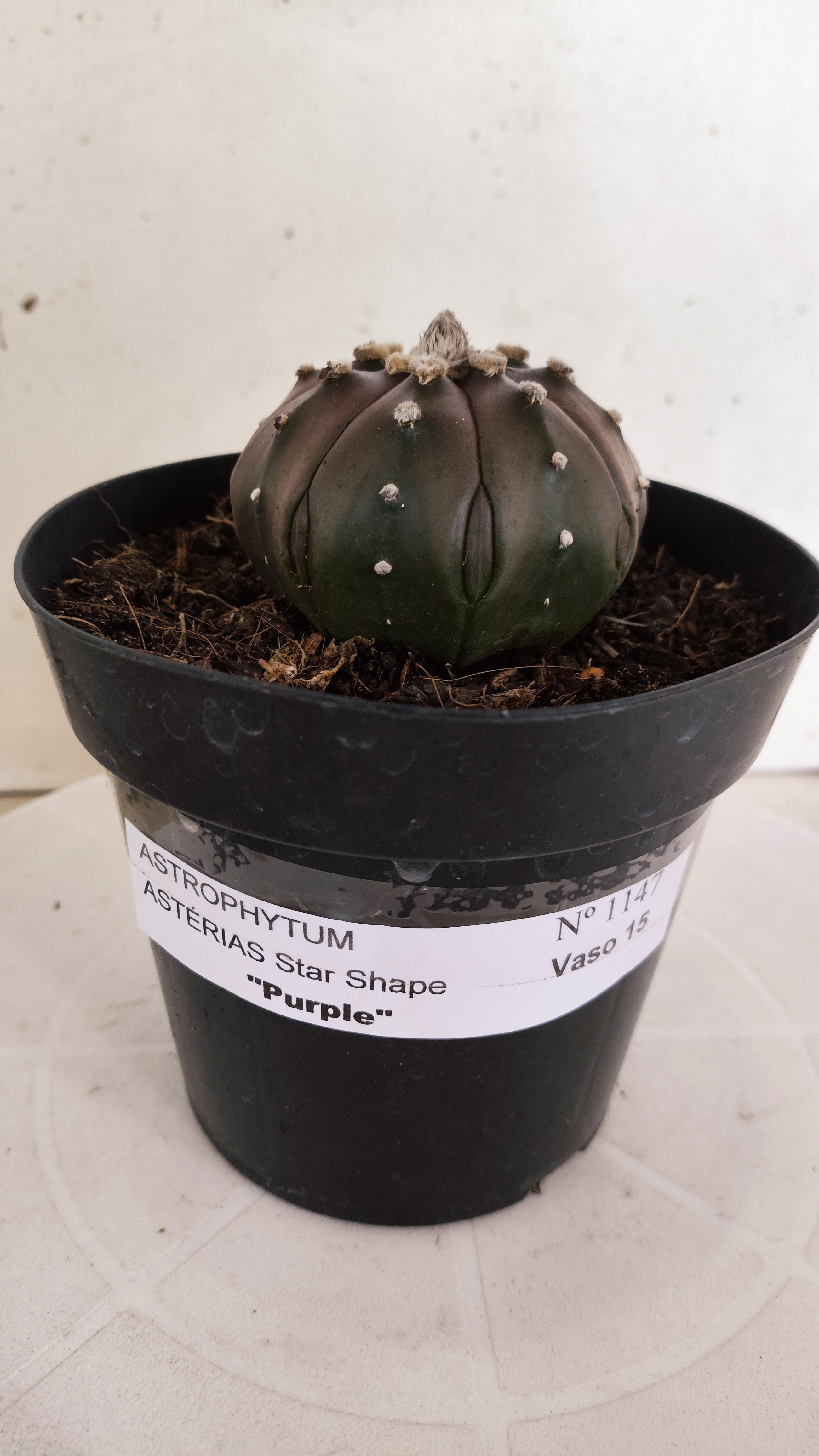 ASTROPHYTUM ASTERIAS "STAR SHAPE - PURPLE"   Nº 1147 – vaso 15