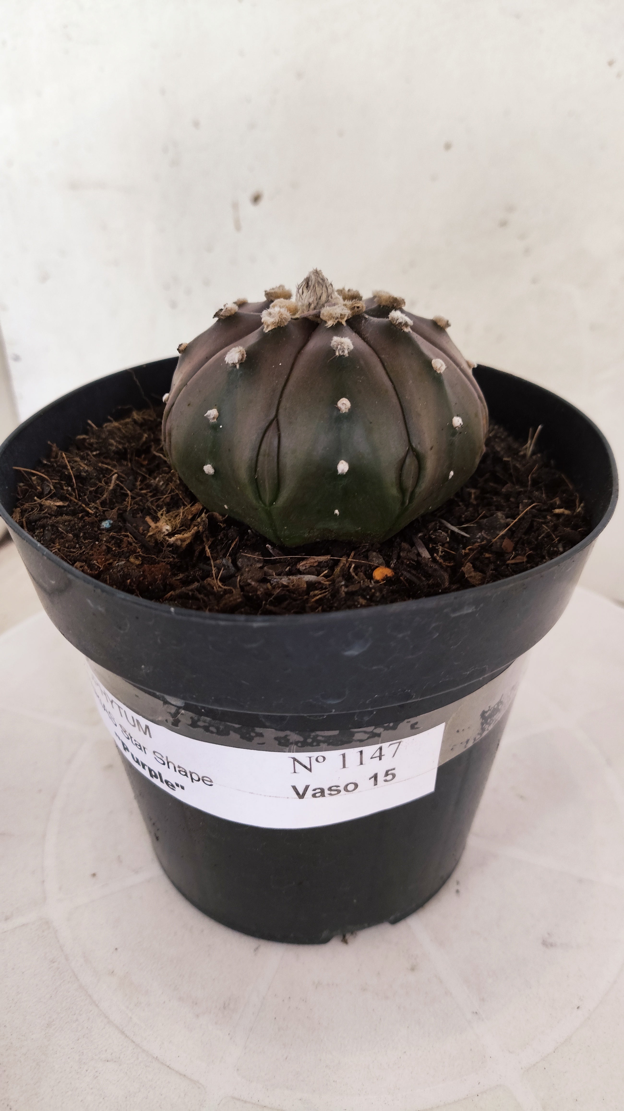 ASTROPHYTUM ASTERIAS "STAR SHAPE - PURPLE"   Nº 1147 – vaso 15