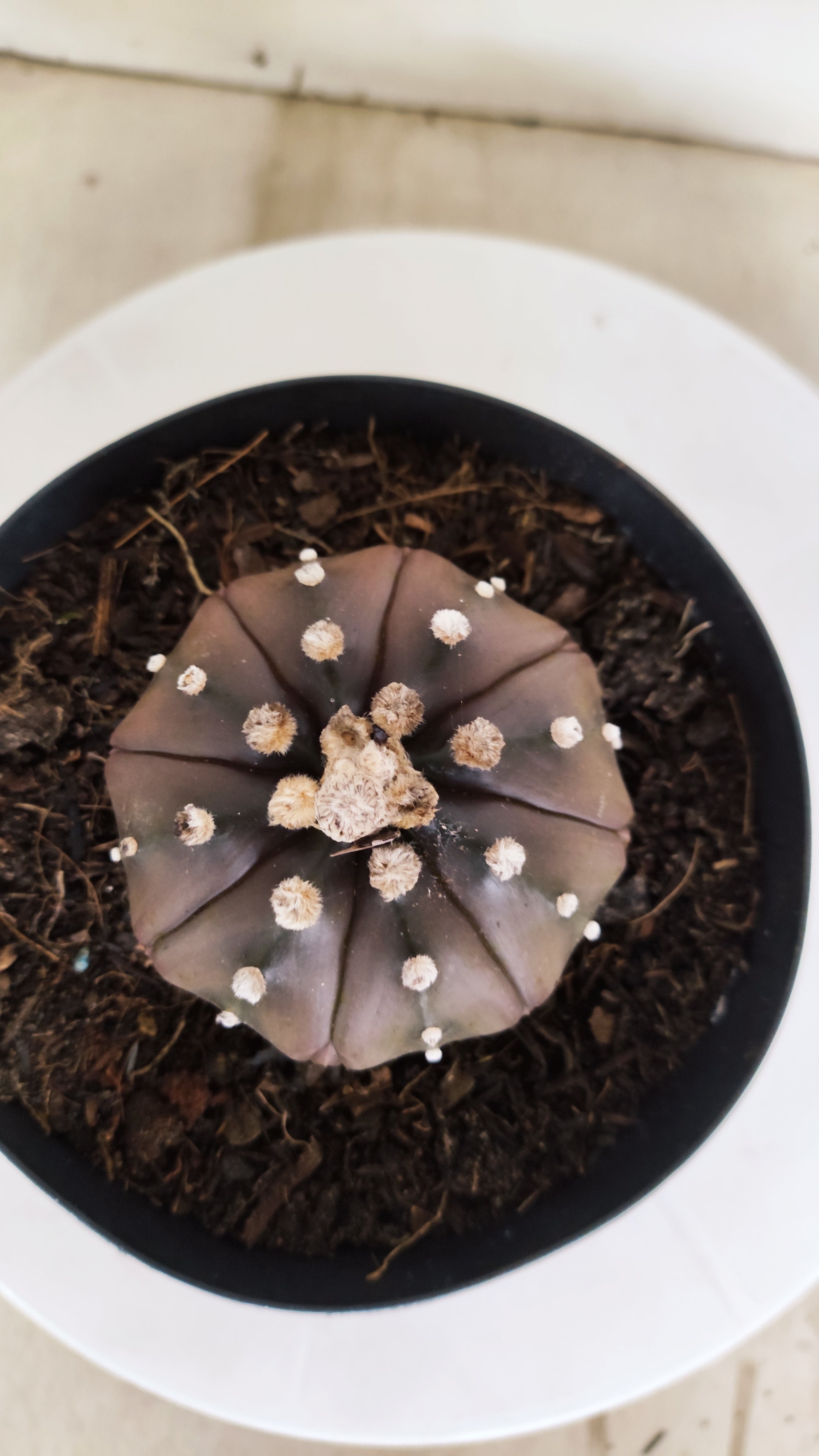 ASTROPHYTUM ASTERIAS "STAR SHAPE - PURPLE"   Nº 1147 – vaso 15